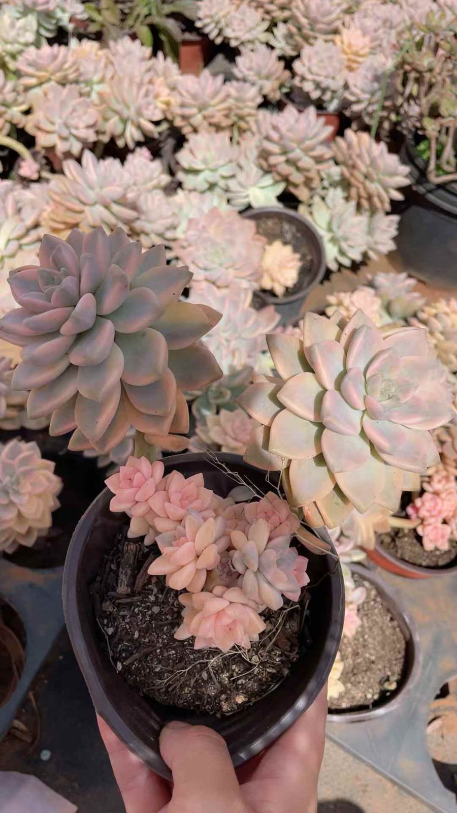 新規オープン記念 アワユキ錦2頭×15株 多肉植物 抜き苗 エケベリア