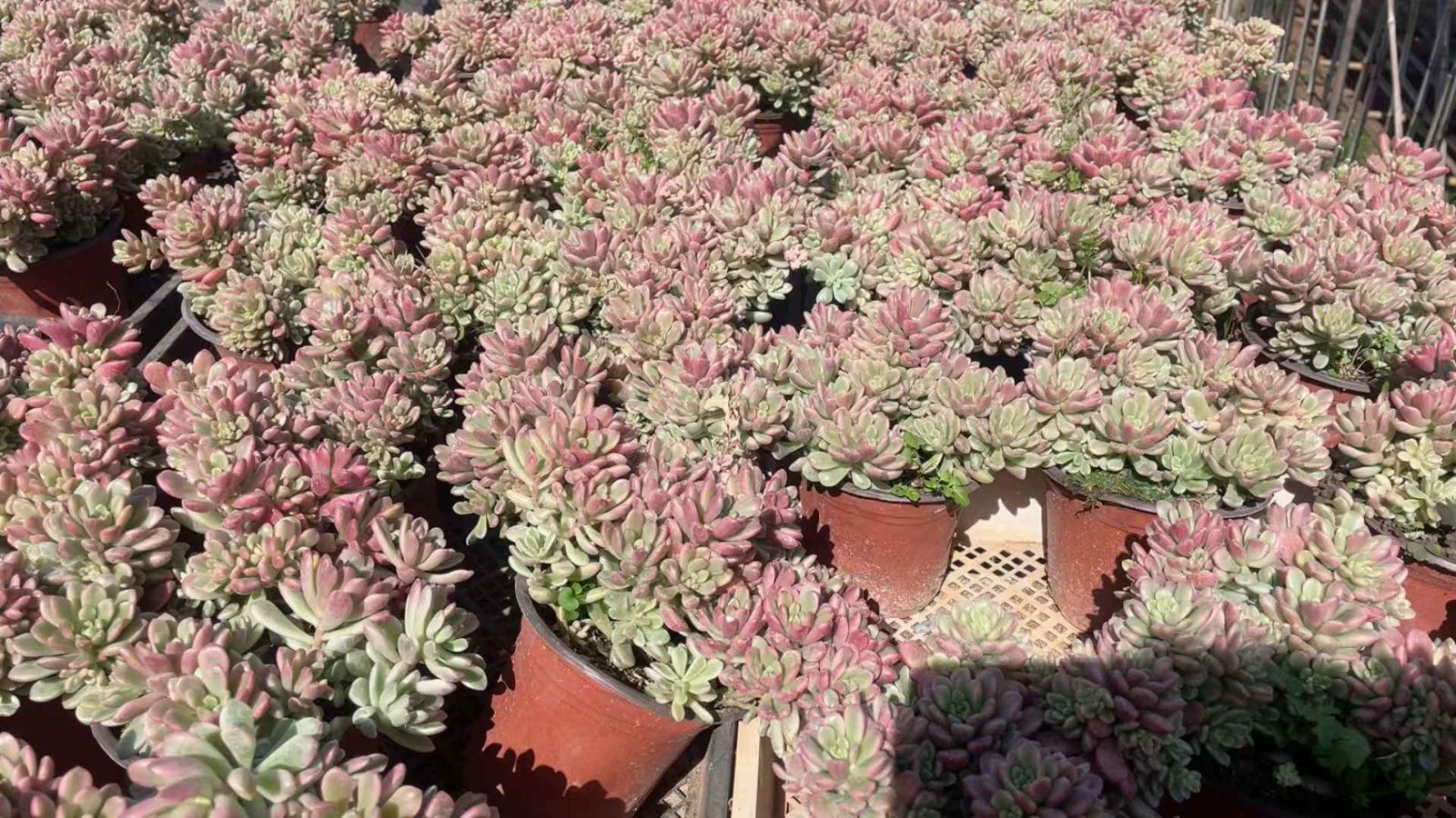 新入荷 タロック錦×15株 多肉植物 土鉢付き エケベリア セダム