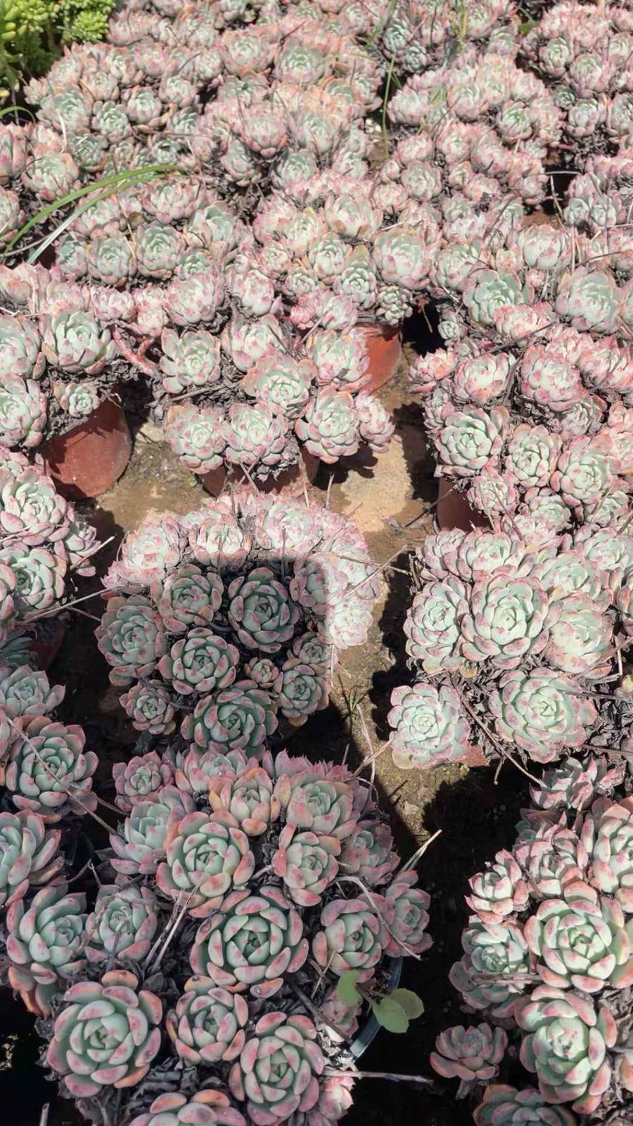 新規オープン記念 ナナ ミニ フック×15株 多肉植物 抜き苗 エケベリア