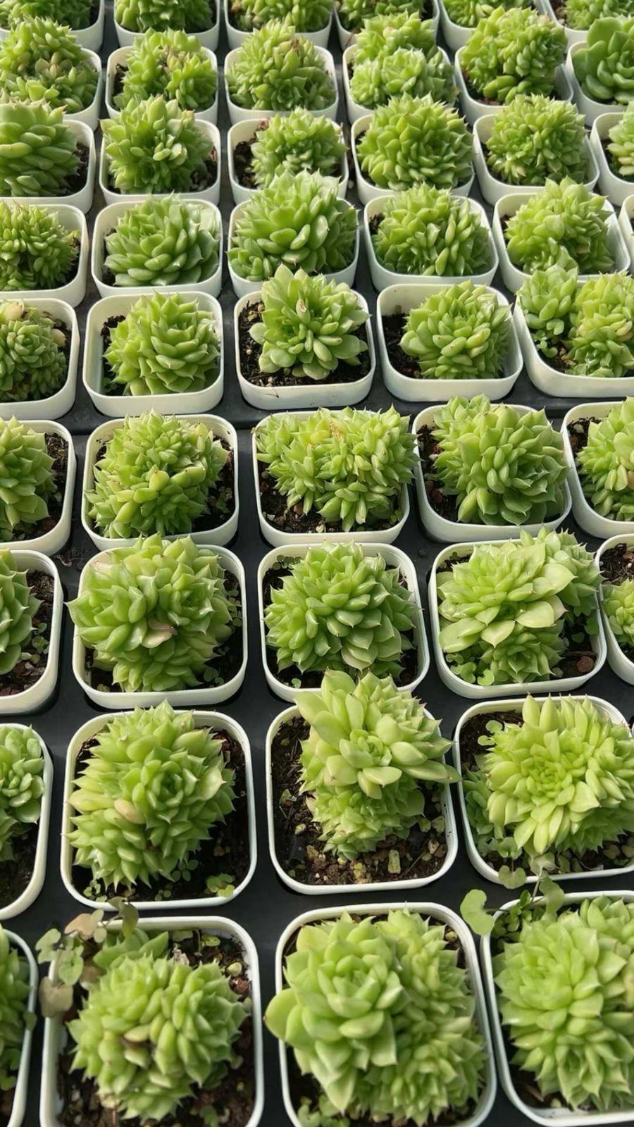 オープン記念 マルガン 50株 抜き苗 美苗 エケベリア 多肉植物 佐川発送 YL 6