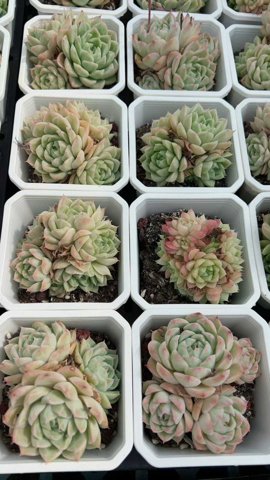 オープン記念セール 女王 24株 抜き苗 美苗 エケベリア 多肉植物 佐川