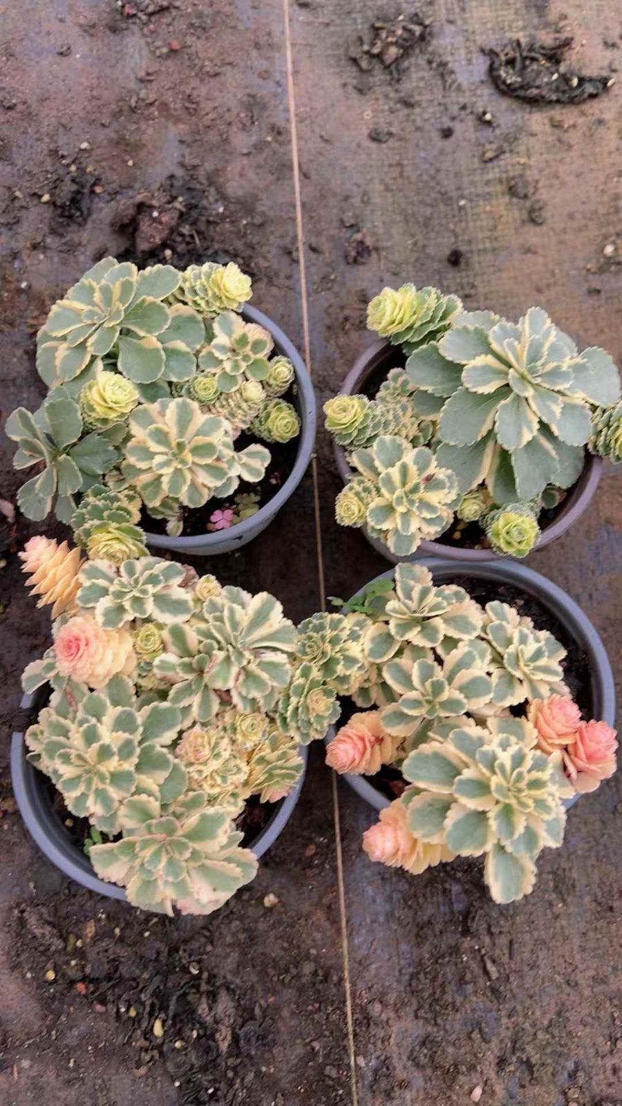 発売中 アトランティス 18鉢 土鉢付き 美苗 エケベリア 多肉植物 佐川発送 YL 48