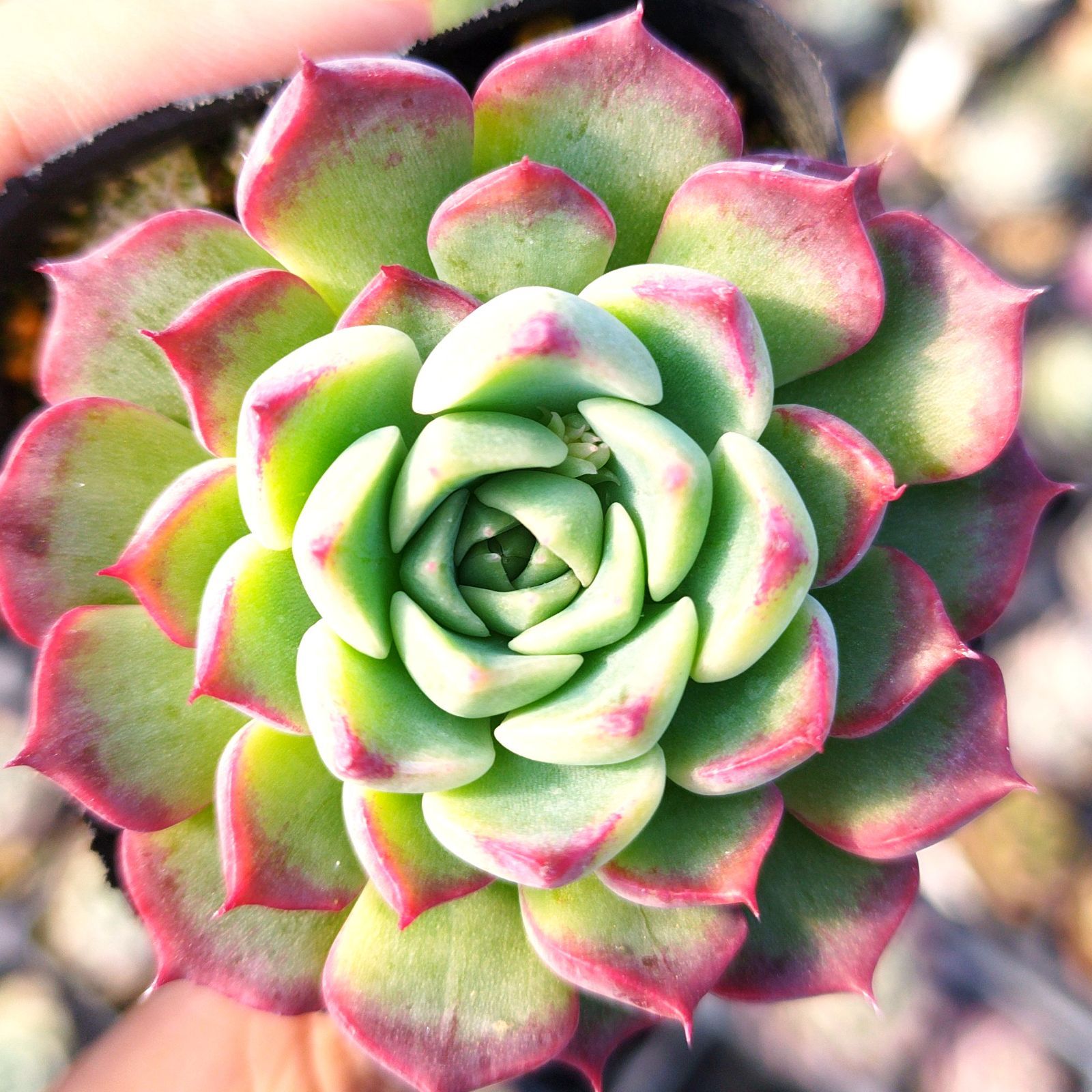 多肉植物 エケベリア プリドニス✕沙羅姫牡丹 実生 抜き苗 - メルカリ