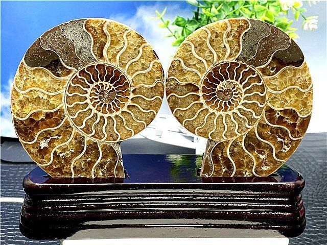 ☆貴重－アンモナイト縫合線オパール化石標本B88U3/145U89D - メルカリ