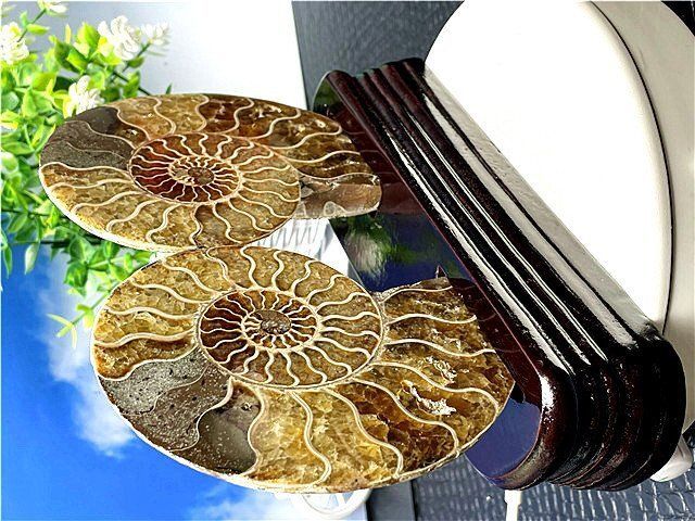 ☆貴重－アンモナイト縫合線オパール化石標本B88U3/145U89D - メルカリ