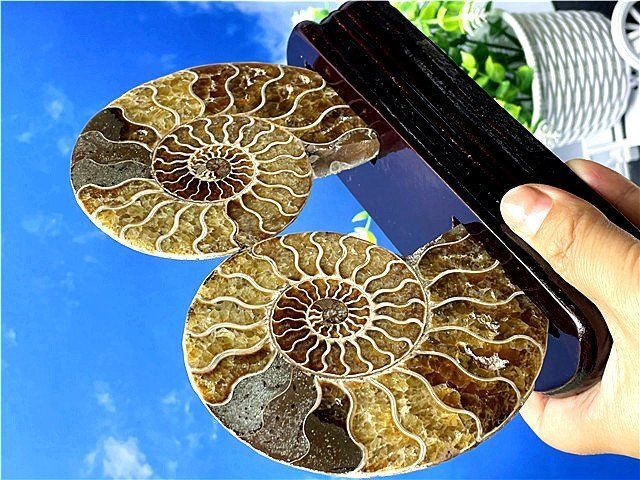 ☆貴重－アンモナイト縫合線オパール化石標本B88U3/145U89D - メルカリ