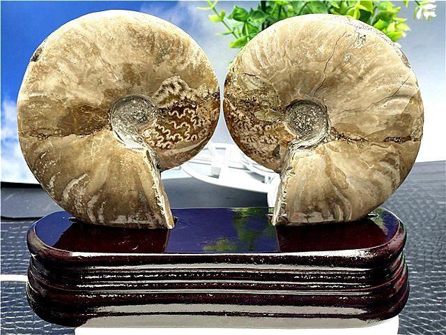 ☆貴重－アンモナイト縫合線オパール化石標本B88U3/145U89D - メルカリ