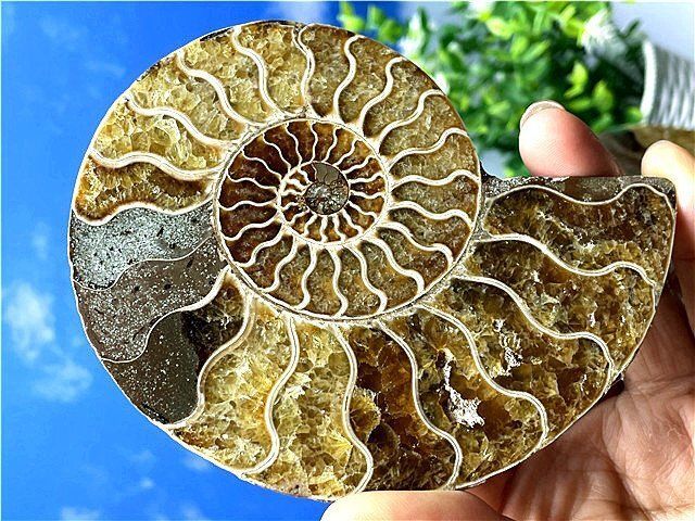 ☆貴重－アンモナイト縫合線オパール化石標本B88U3/145U89D - メルカリ