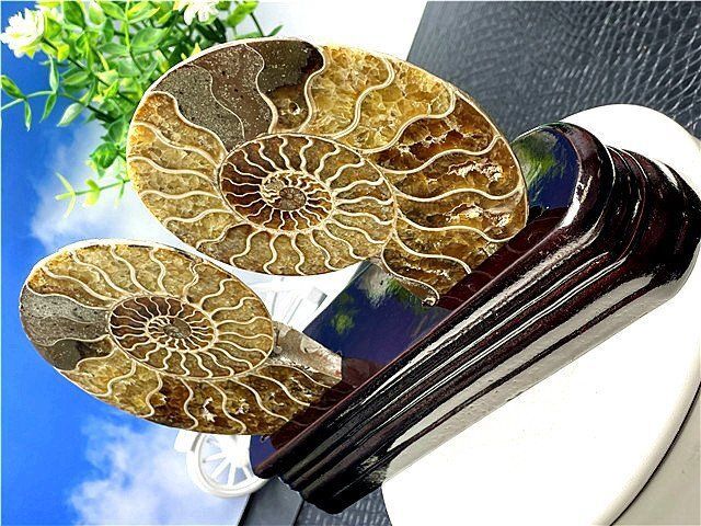 ☆貴重－アンモナイト縫合線オパール化石標本B88U3/145U89D - メルカリ