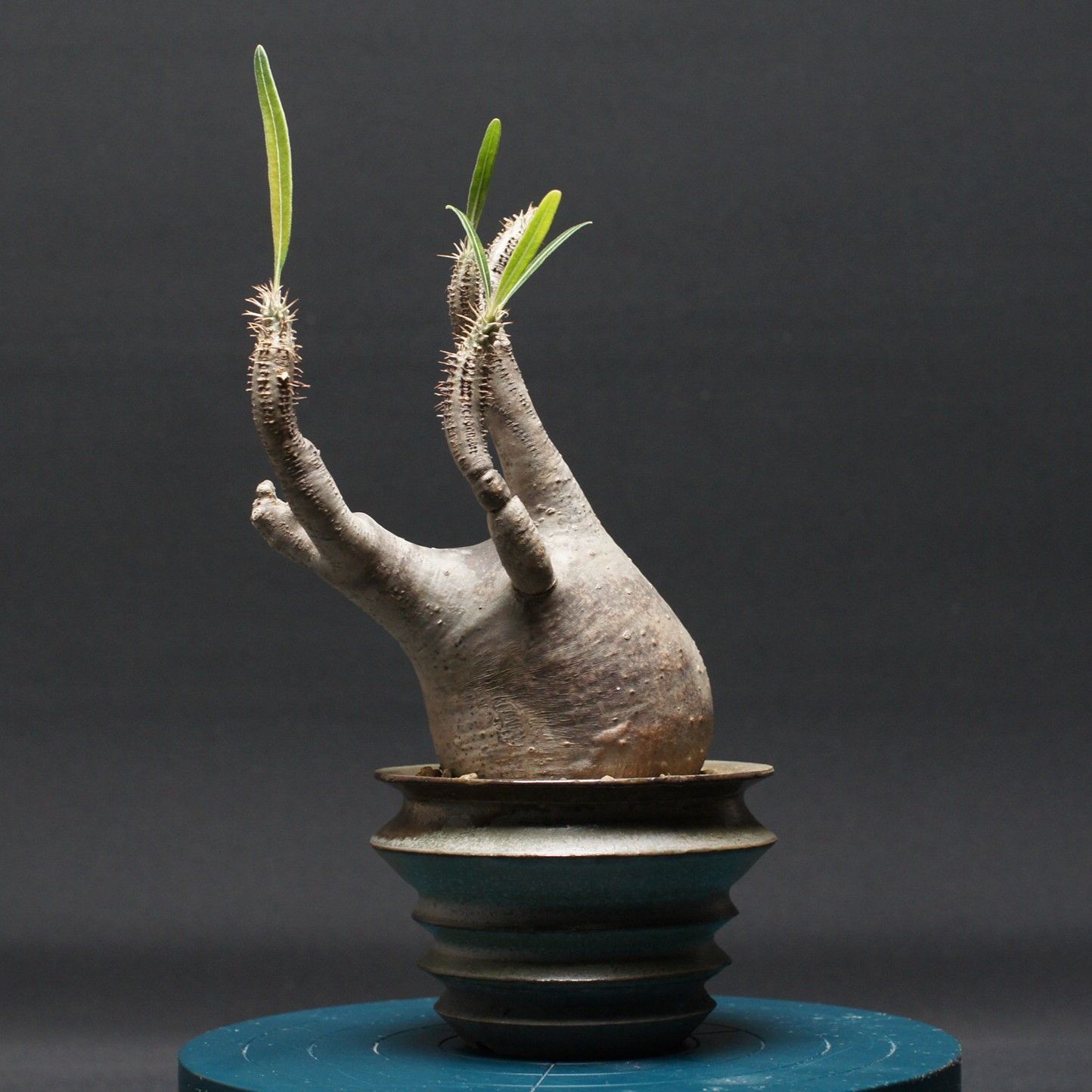 パキポディウム グラキリス Pachypodium Gracilius 管理2496