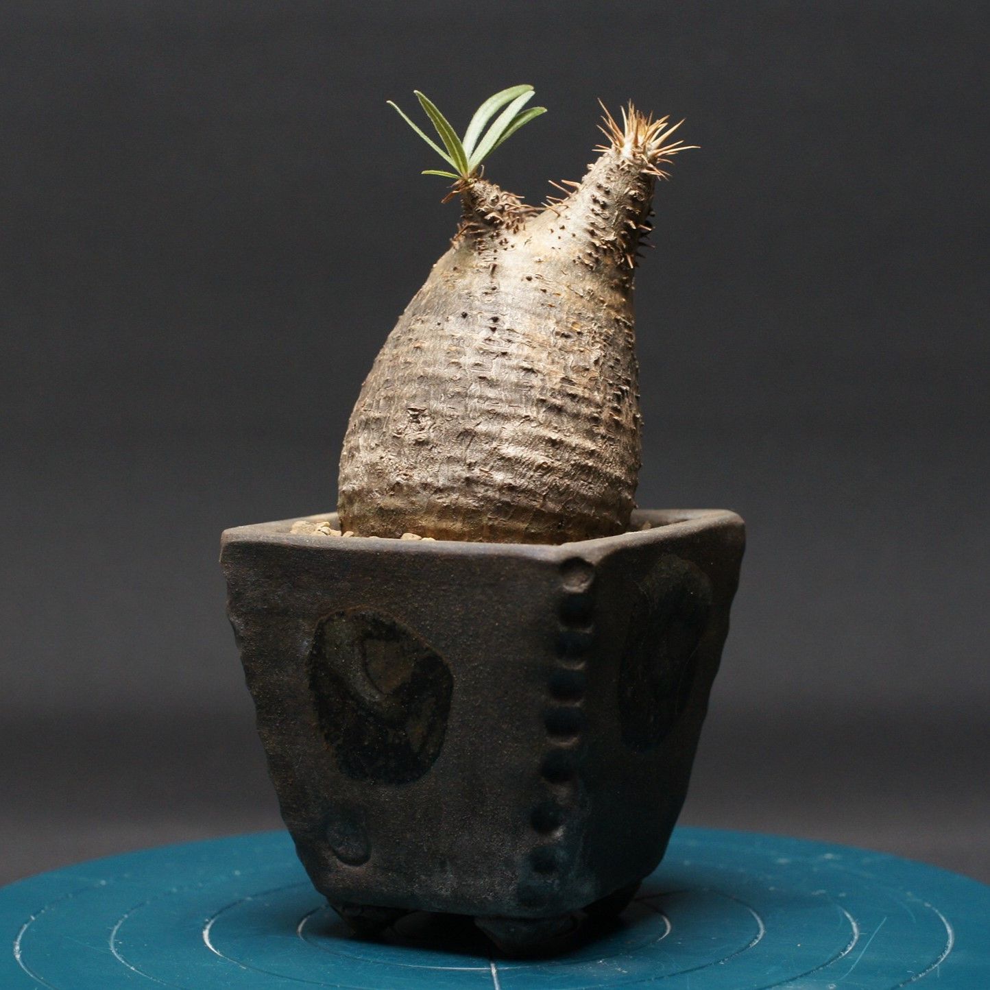 パキポディウム グラキリス Pachypodium Gracilius 管理2497