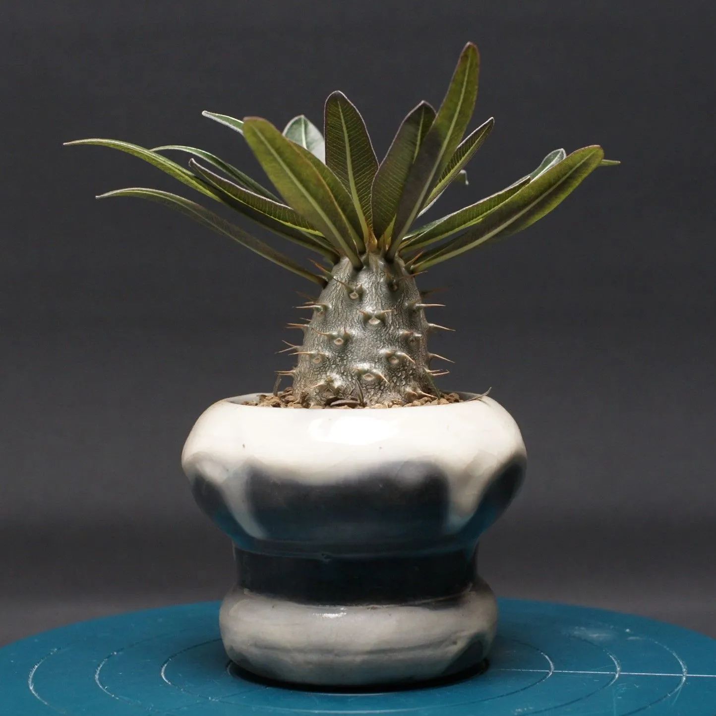 パキポディウム グラキリス 