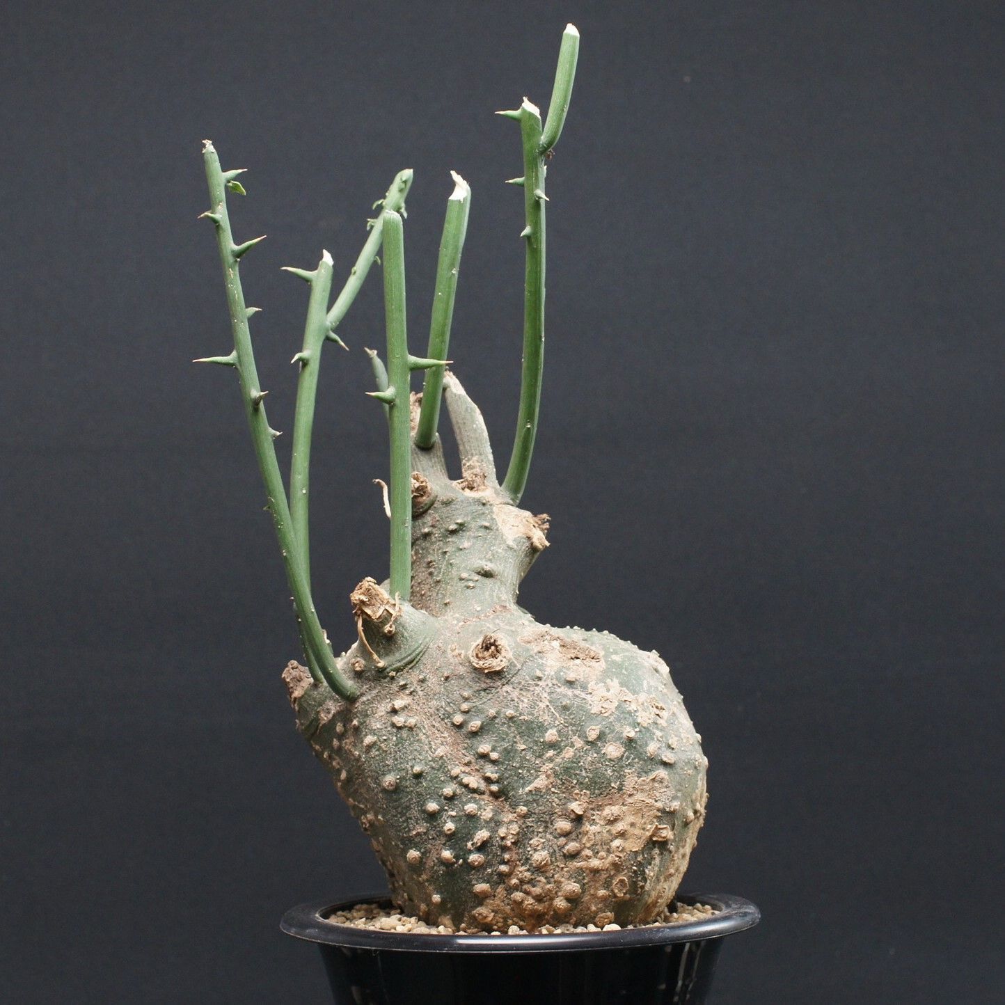 アデニア グロボーサ Adenia globosa 管理2500