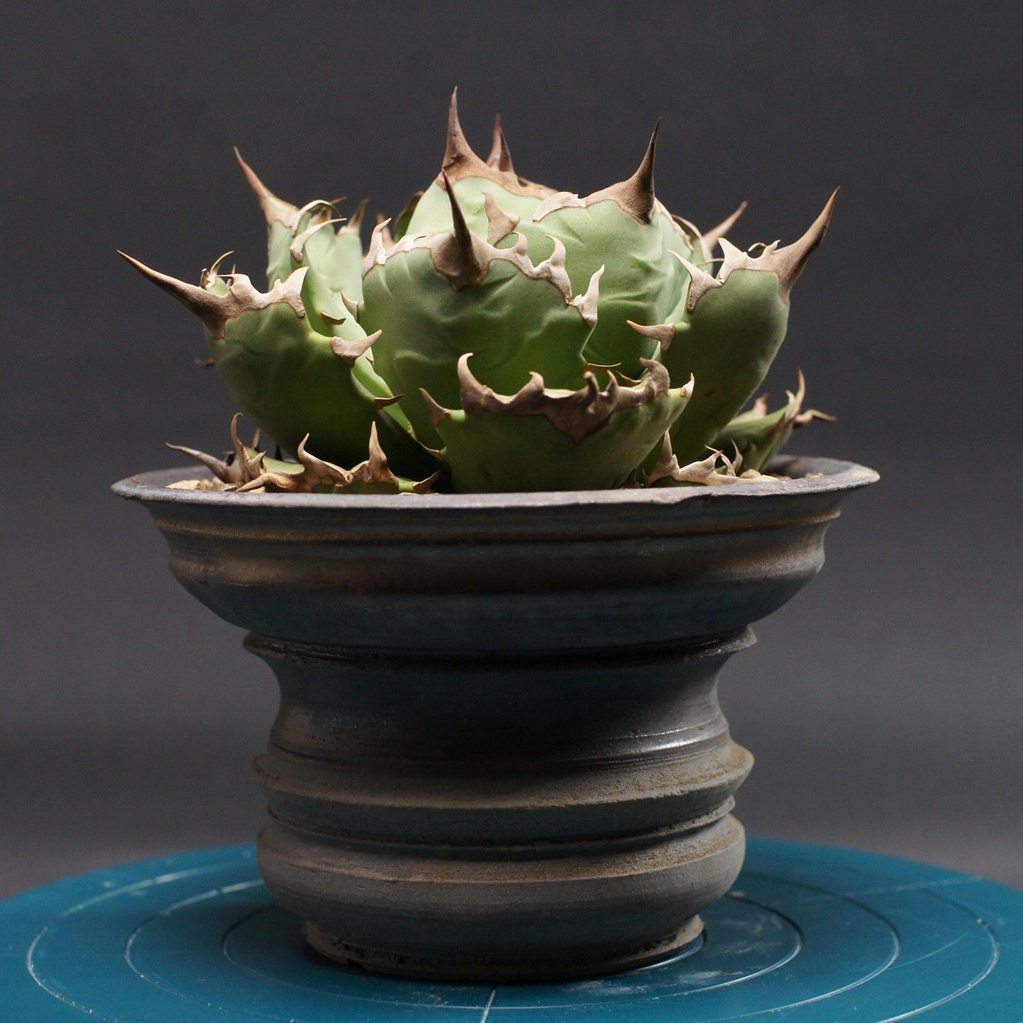 アガベ チタノタ ドワーフ Agave titanota 管理2501