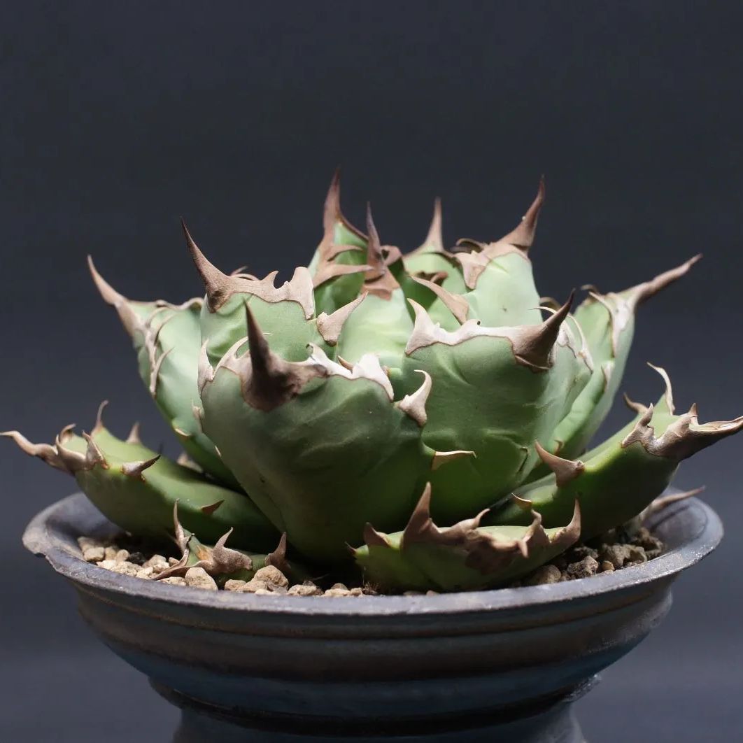 アガベ チタノタ ドワーフ Agave titanota 管理2501