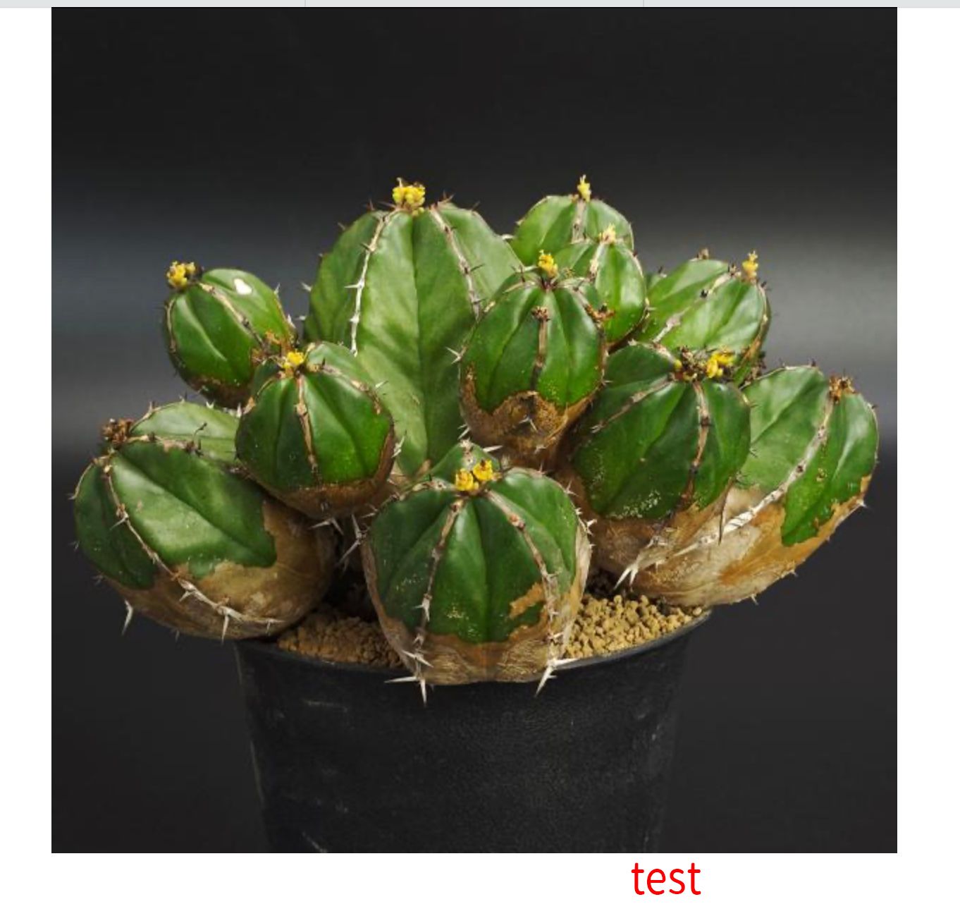 ユーフォルビア ハンディエンシス 3.5号 10.5 cm鉢 0741