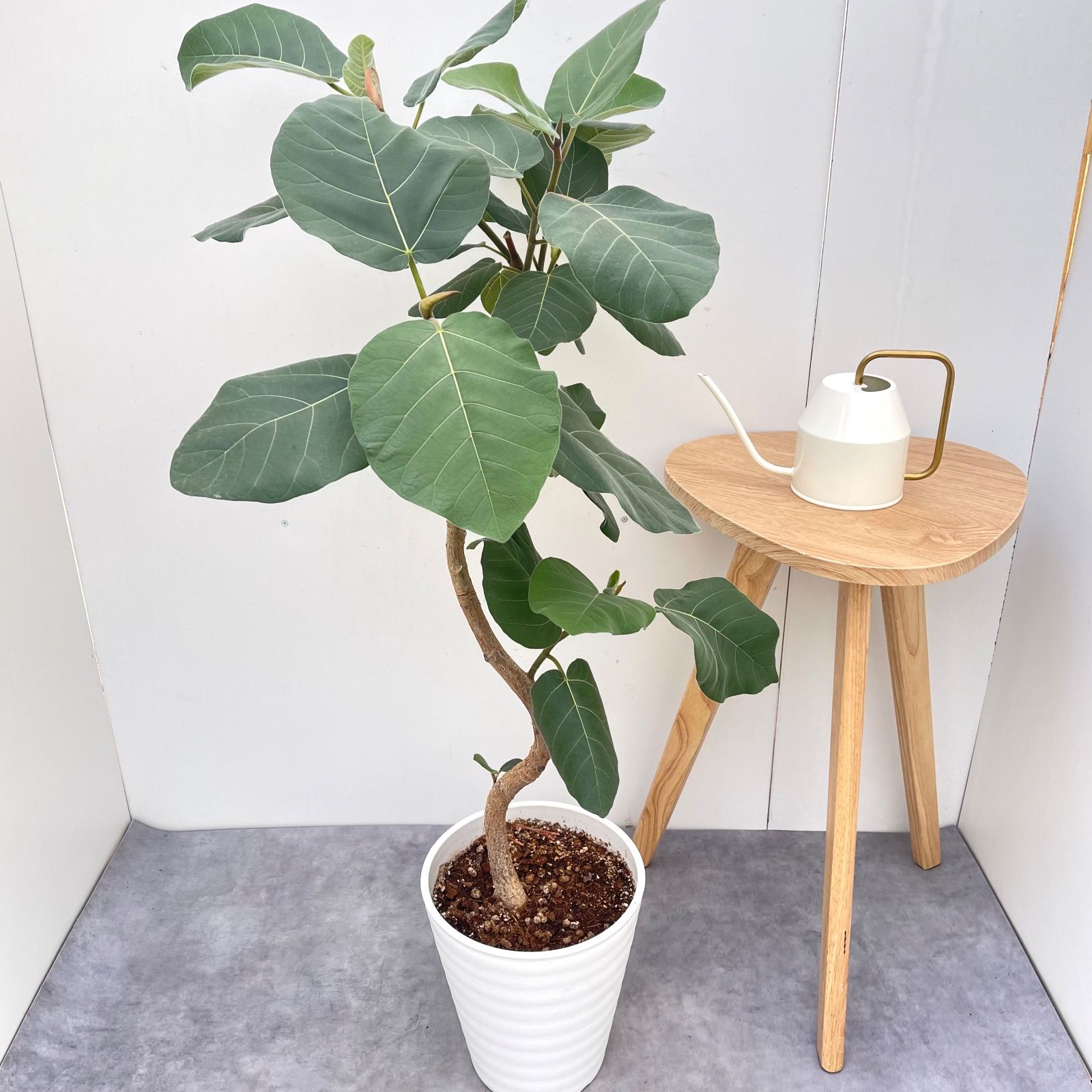 フィカス エベレスト 12/16まで特価 フィカス エベレスト 1【現品】観葉植物 室内 大型 - メルカリ