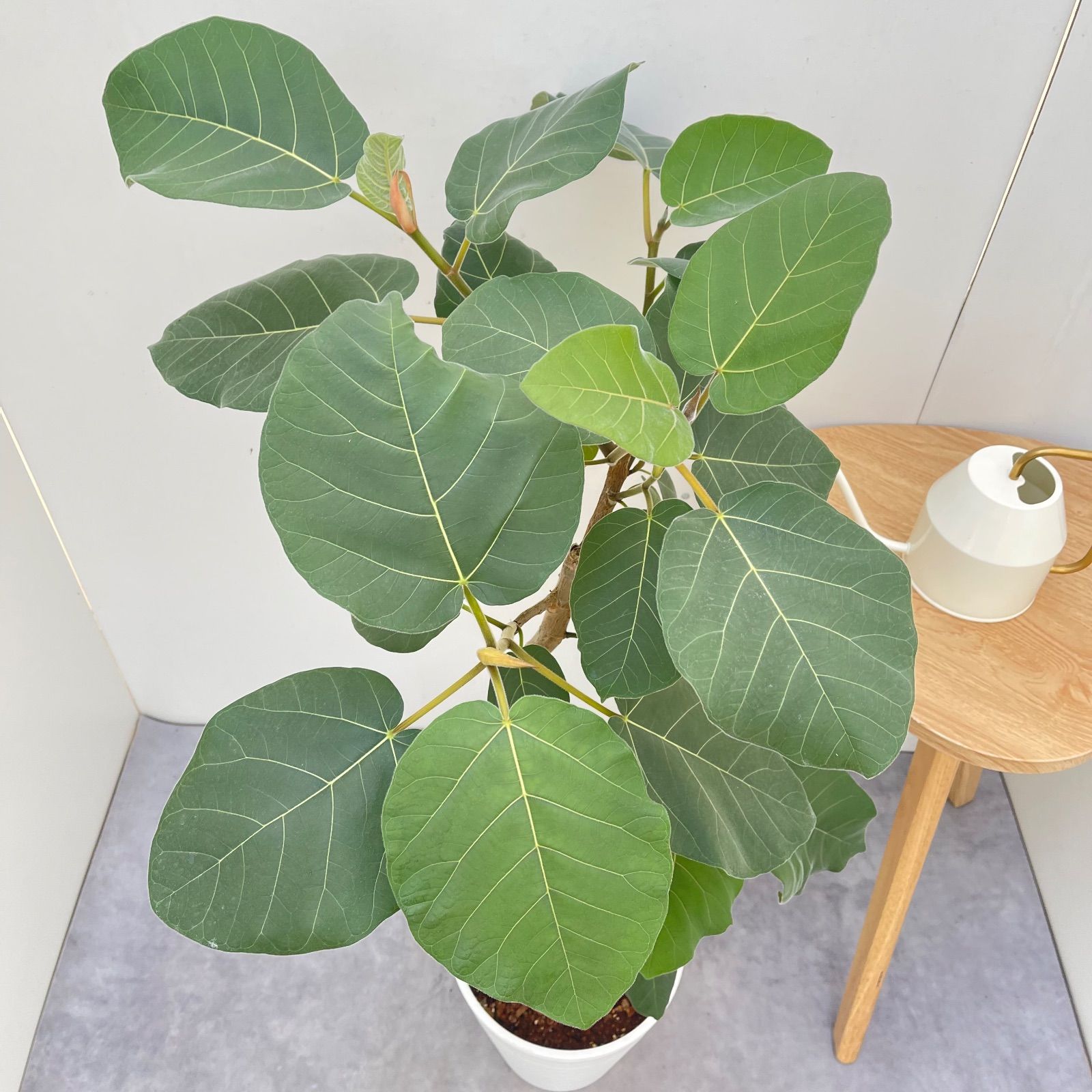 フィカス エベレスト 1【現品】観葉植物 室内 大型 - メルカリ