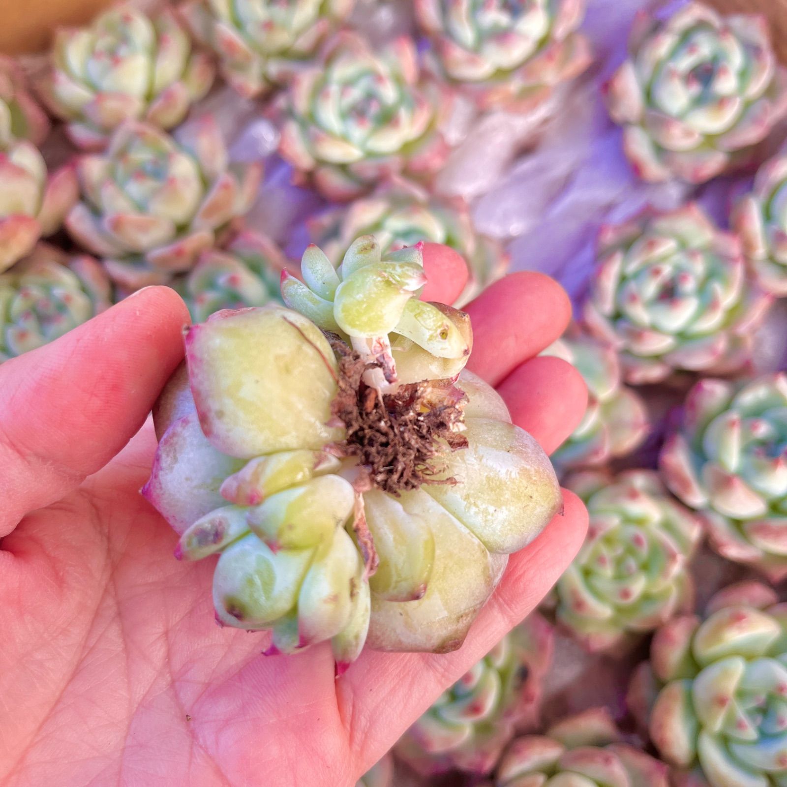 多肉植物 韓国苗 美苗 アマビレ カット苗 - メルカリ