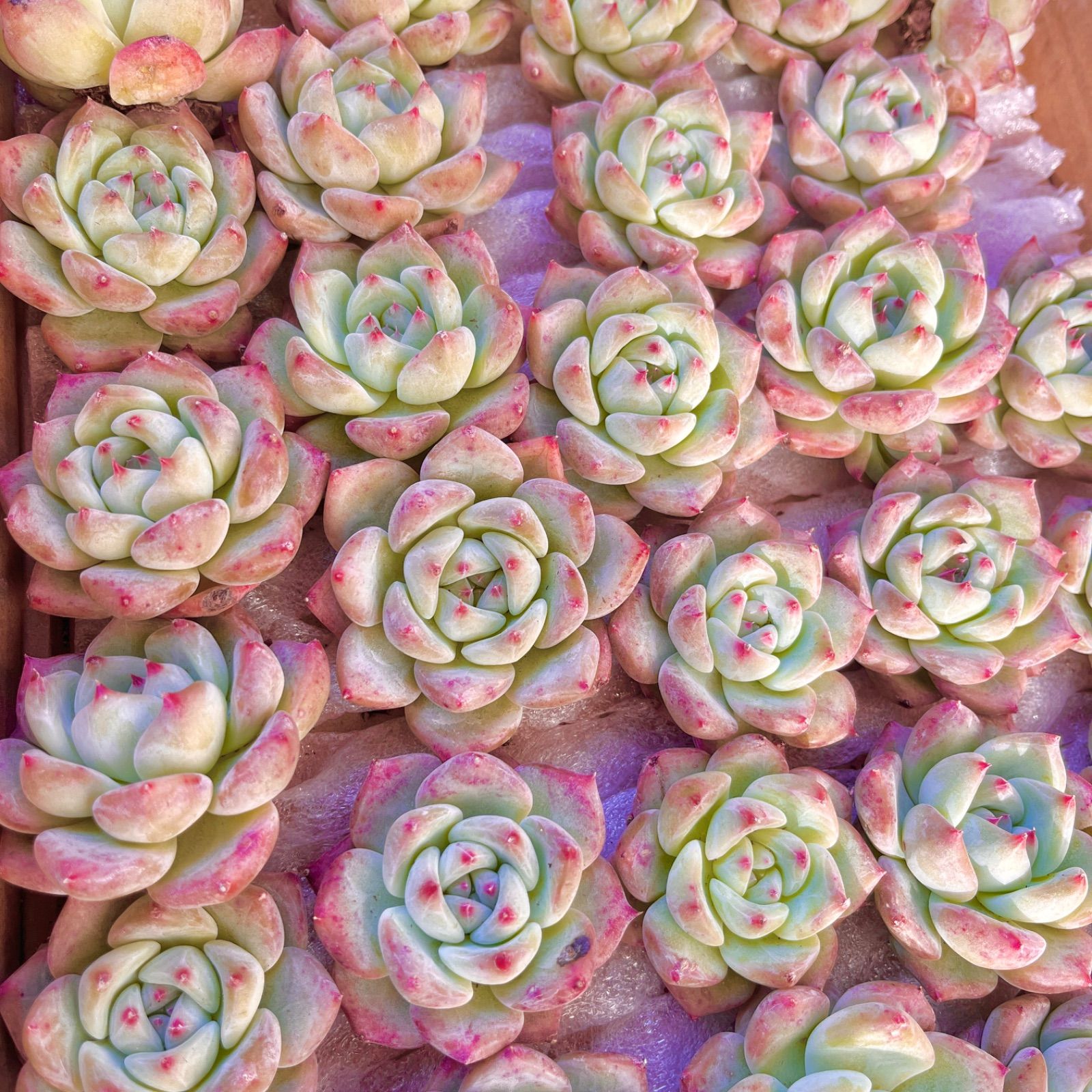 多肉植物 韓国苗 美苗 アマビレ カット苗 - メルカリ