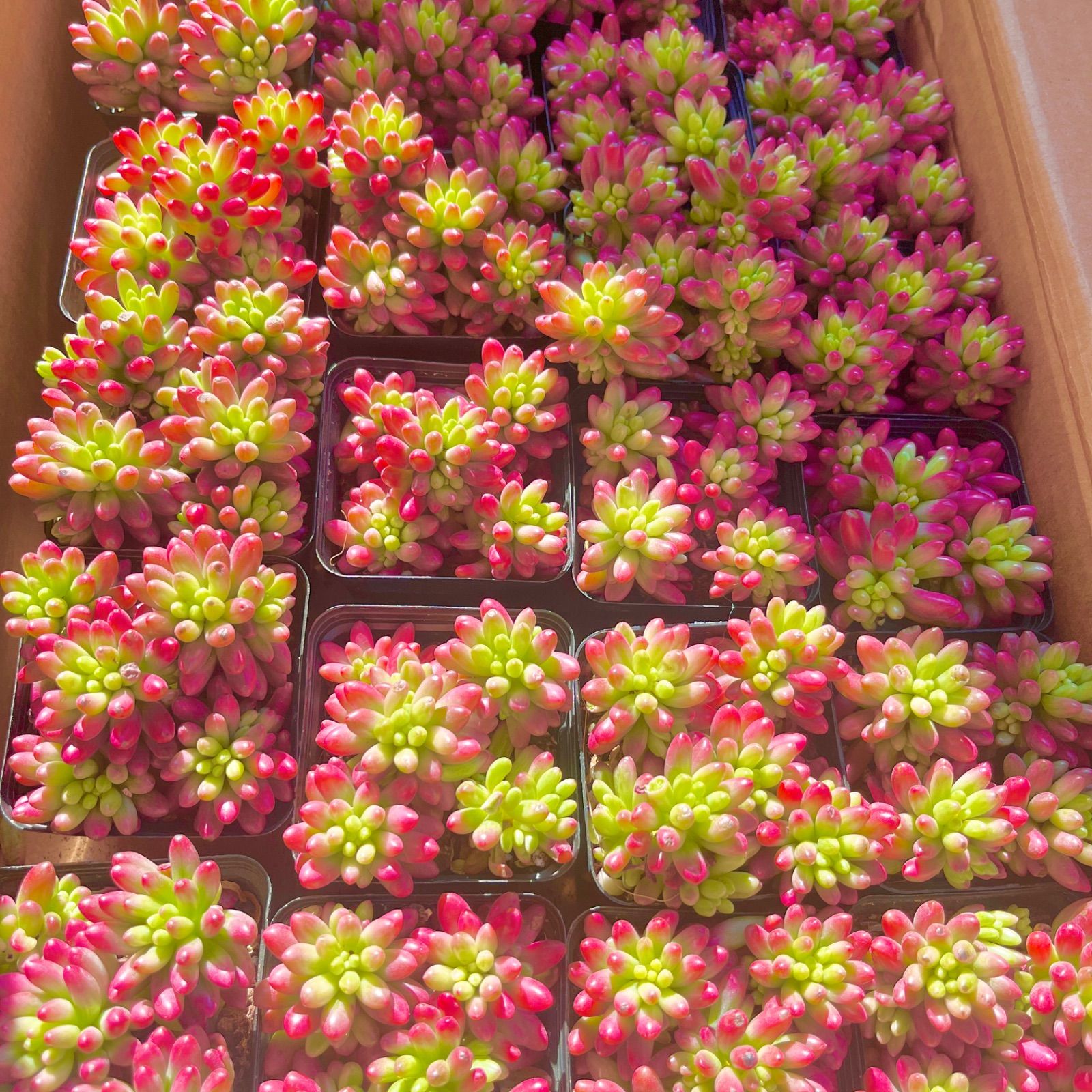 多肉植物 韓国苗 虹の玉錦 抜き苗 - メルカリ