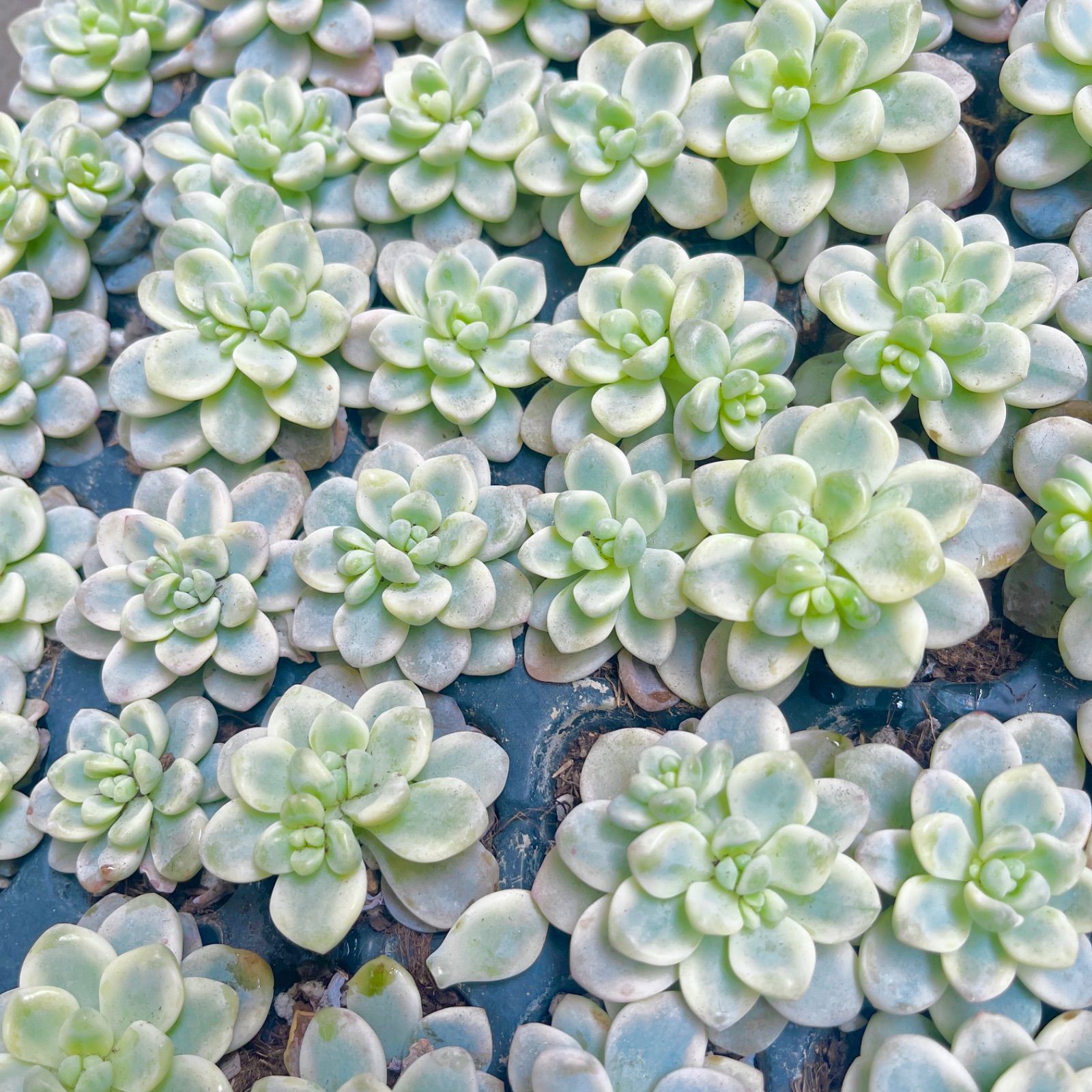 多肉植物 韓国苗 ラウル錦 抜き苗 - メルカリ