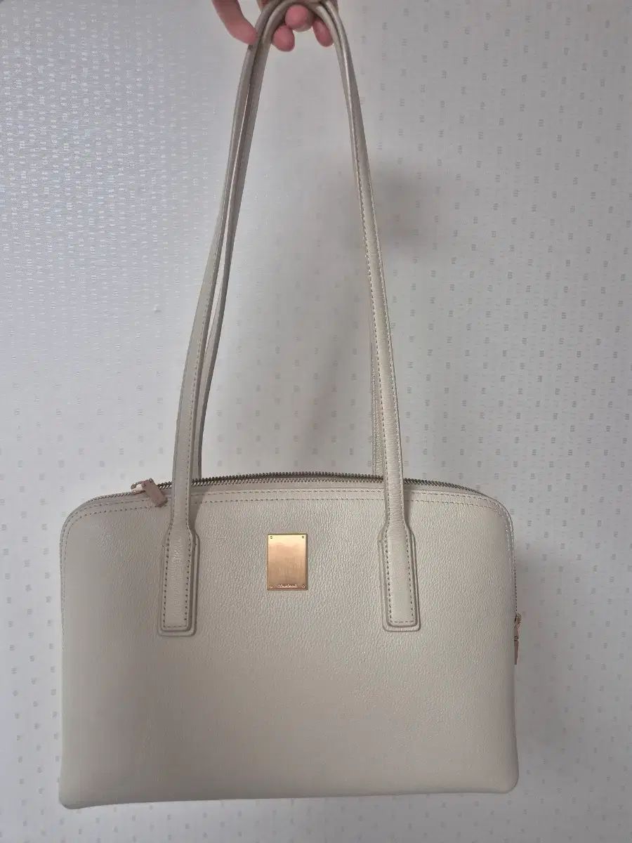 コレクション 値下げしました。イワヒバ 岩松 大きいサイズ