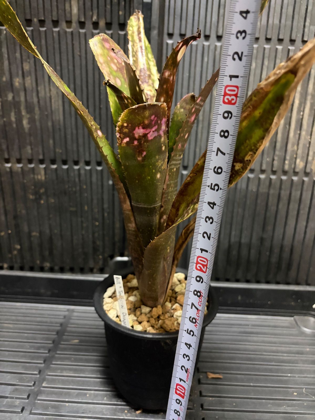 ブロメリアbillbergia 'Toneprai Phoenix Fire' 【公式通販】