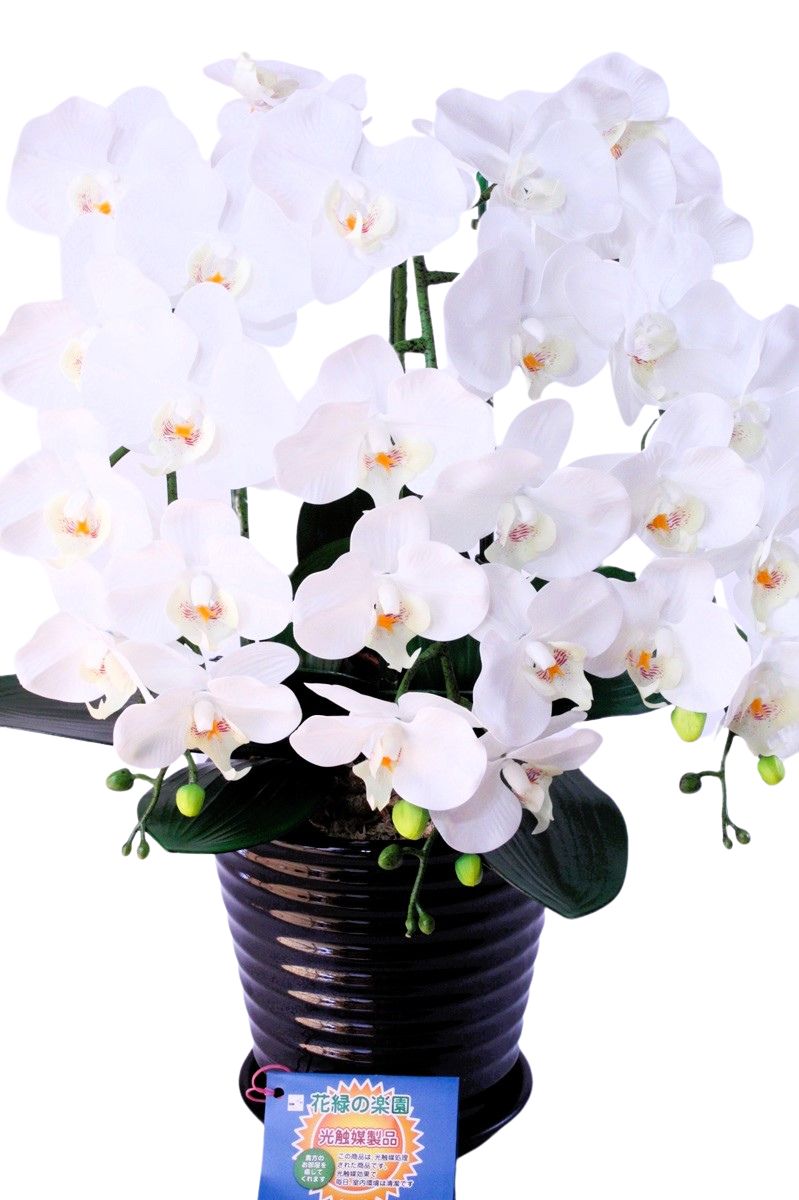 胡蝶蘭9輪3本立ホワイト陶器鉢 受け皿付き 光触媒品 - メルカリ