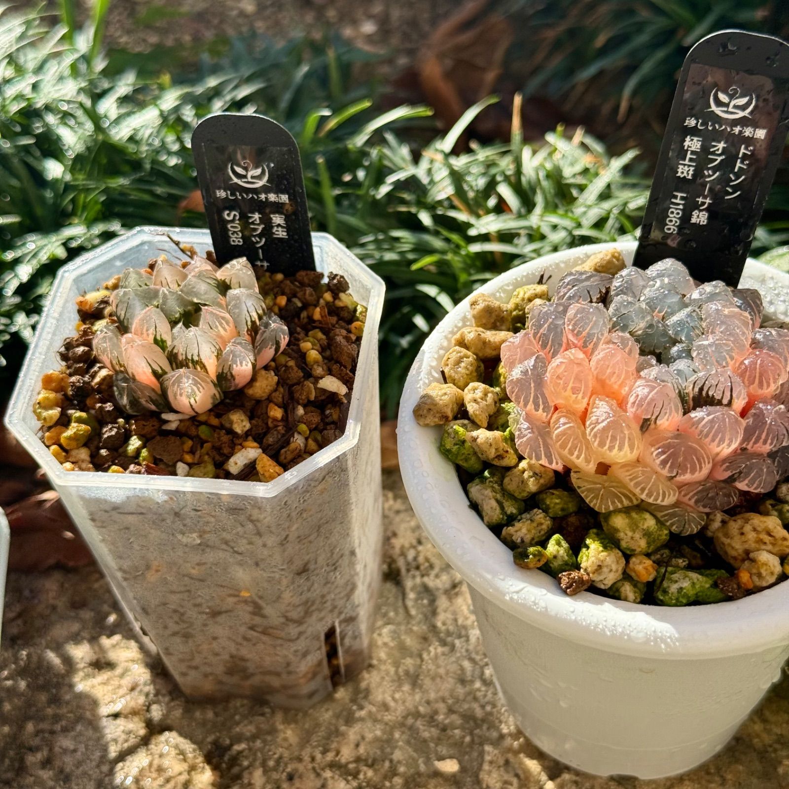 ドドソンオブツーサ錦H 1866 実生オブツーサ錦S 1038