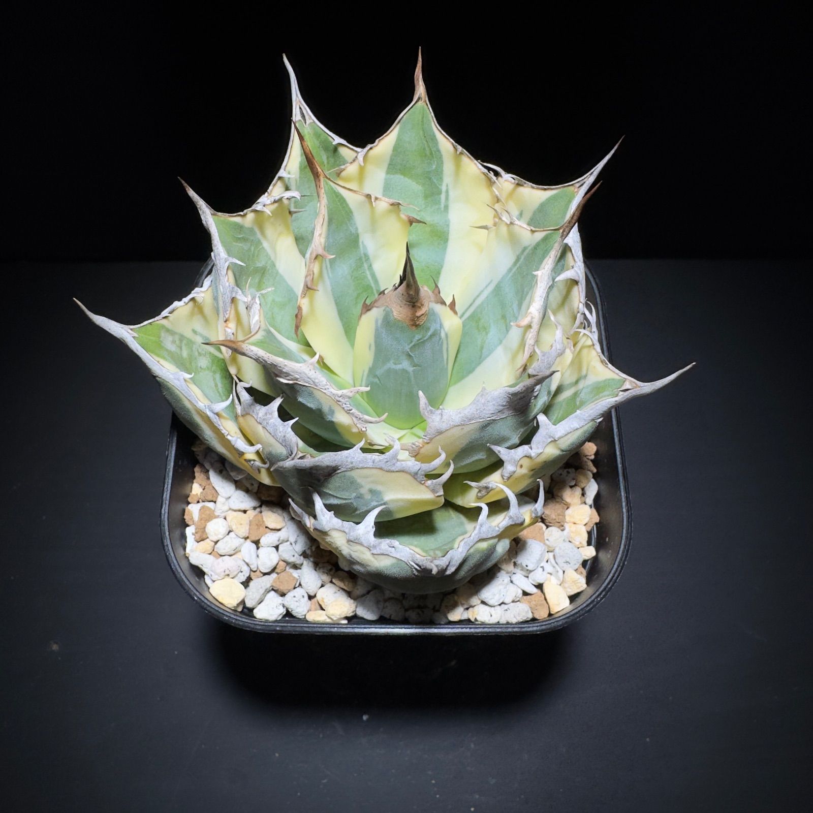 Agave titanota 'Snaggle Tooth' - メルカリ