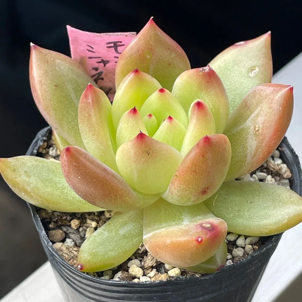 多肉植物。シャネル 法師錦抜き苗 多肉植物♡モンローシャネル❤︎抜き苗(根付き) - メルカリ