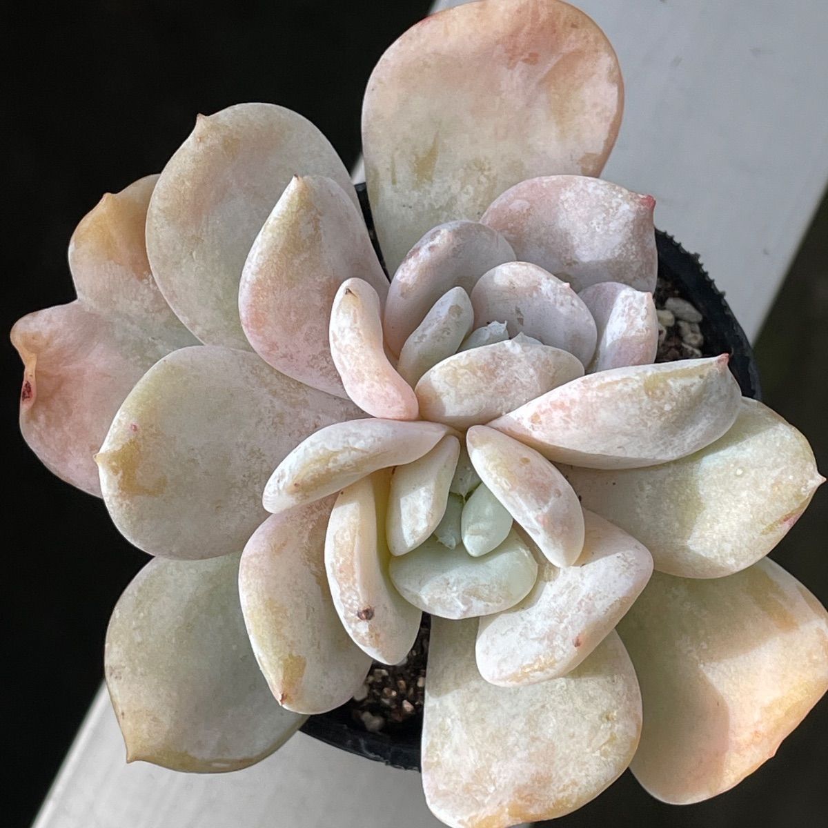 多肉植物♡ラウイ✖️トップシー❤︎抜き苗(根付き) - メルカリ