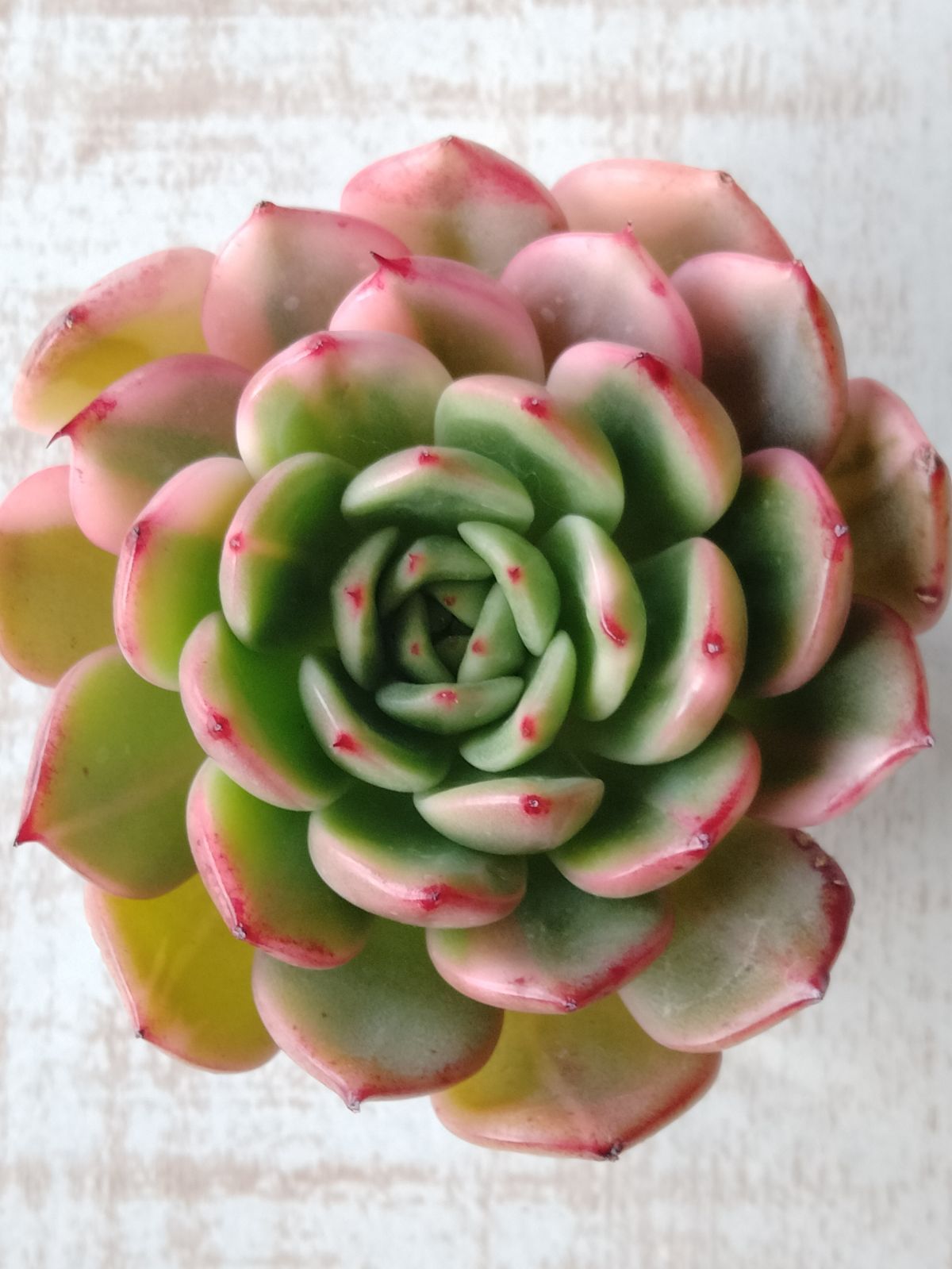 多肉植物 フラメンコ錦 B - メルカリ