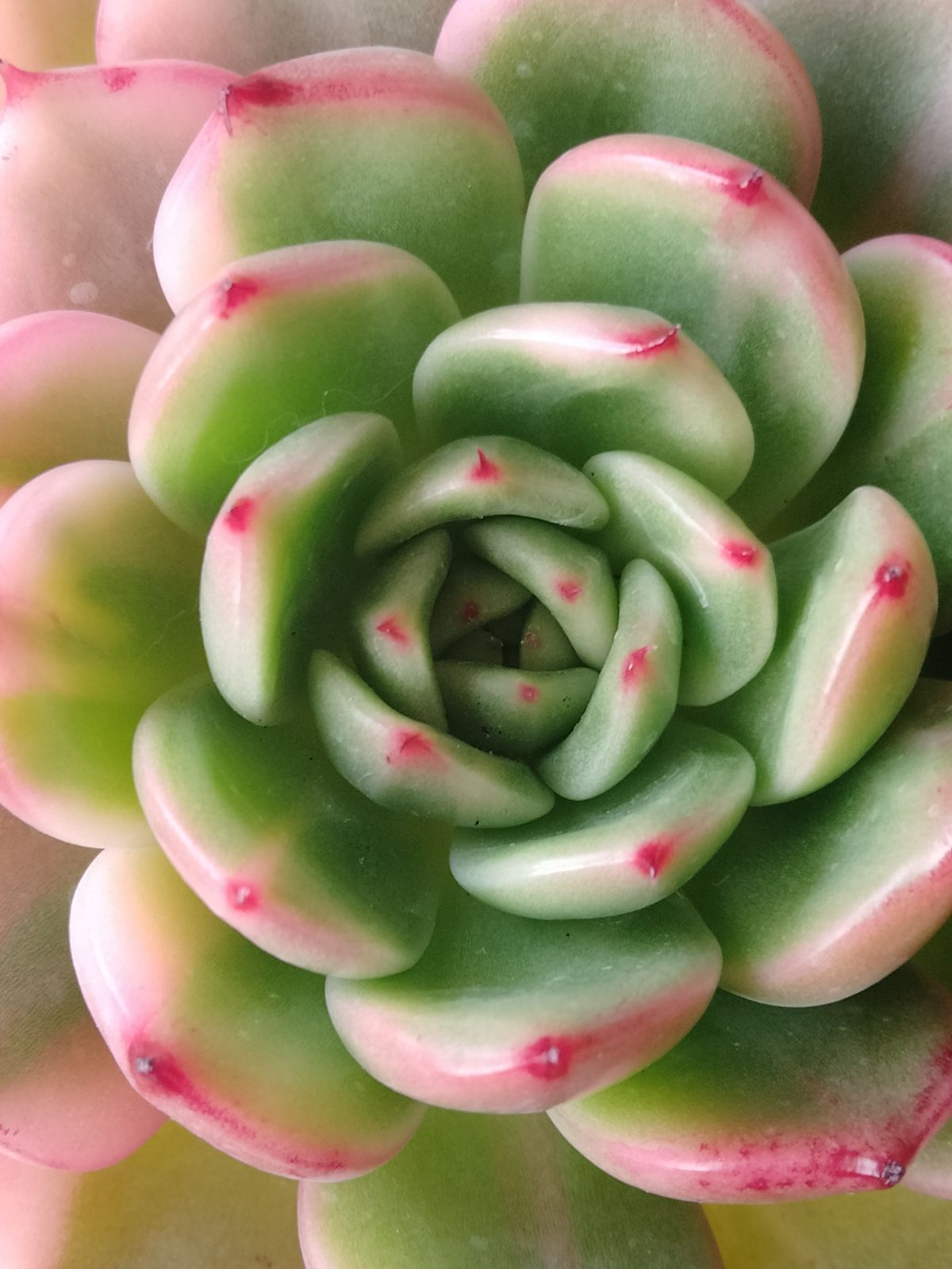 多肉植物 フラメンコ錦 B - メルカリ