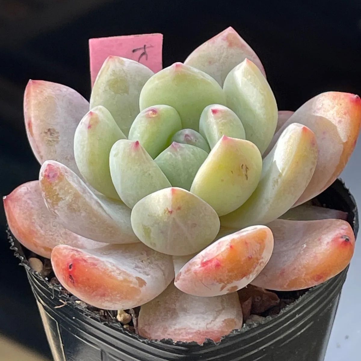 多肉植物♡オレンジモンロー❤︎抜き苗(根付き) - メルカリ