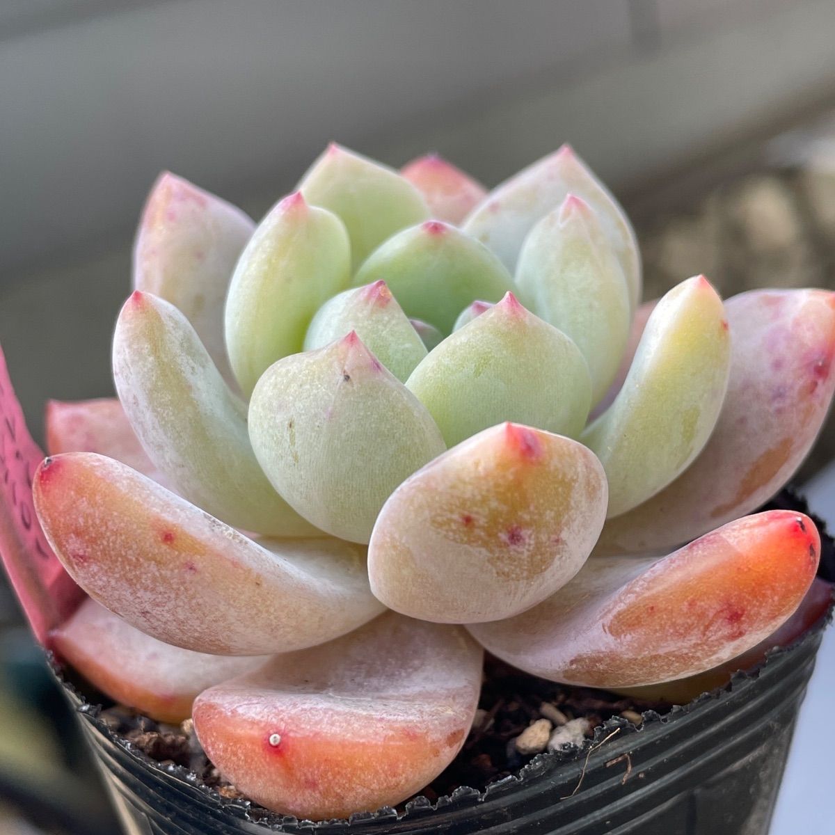 多肉植物♡オレンジモンロー❤︎抜き苗(根付き) - メルカリ