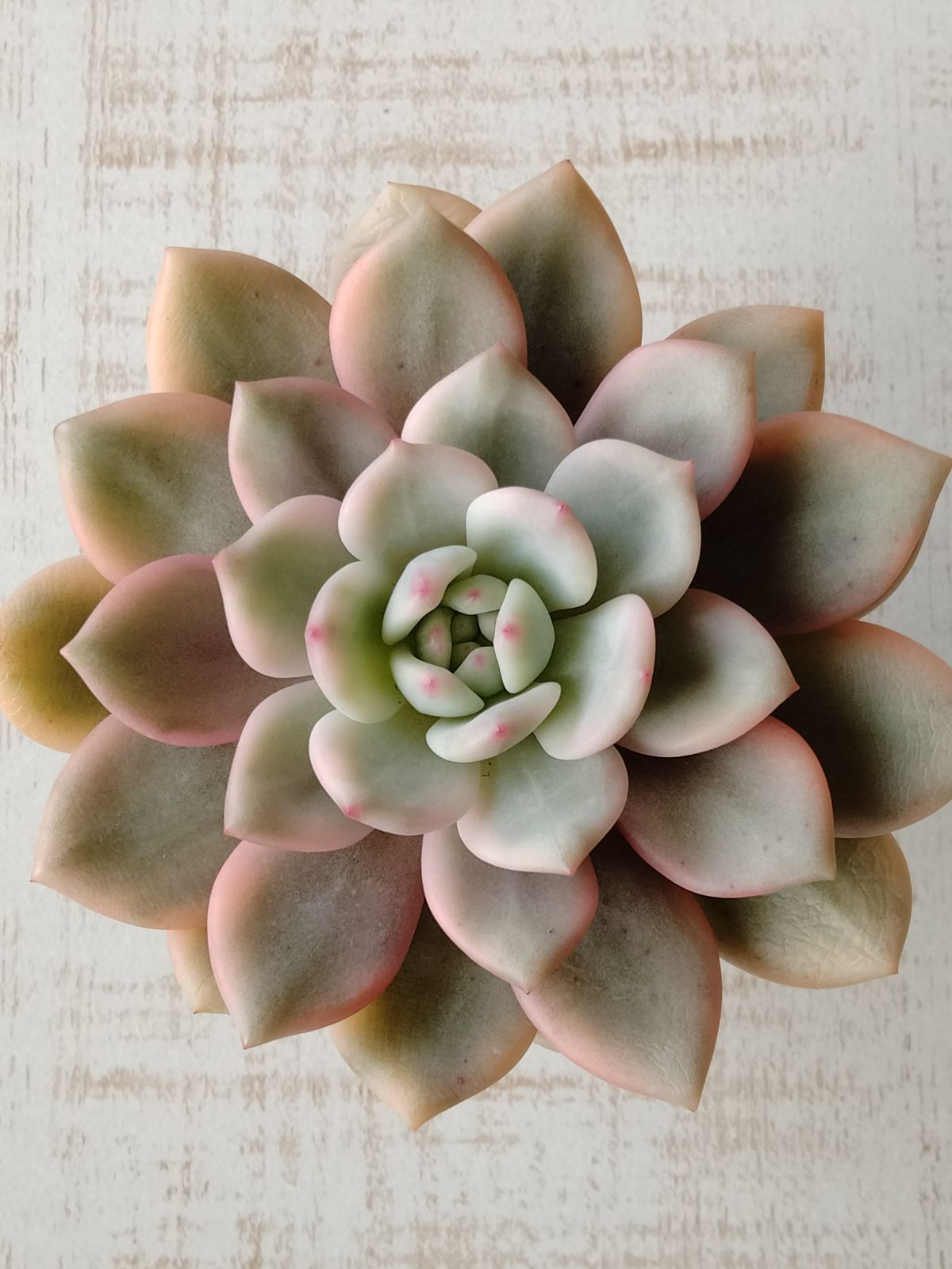 メルカリ便 アリエル錦 大苗 - メルカリ