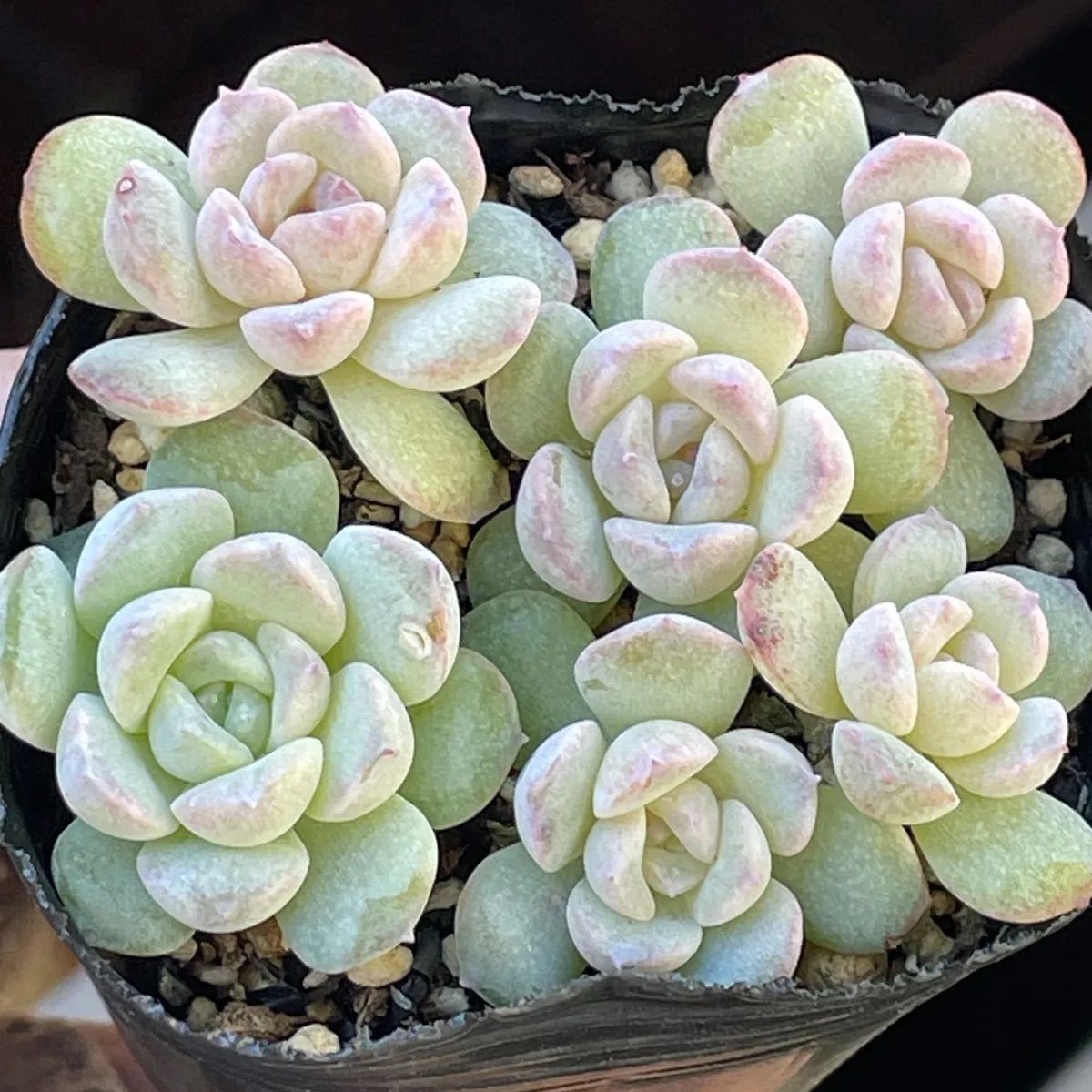 多肉植物♡yukibijou❤︎抜き苗(根付き) - メルカリ