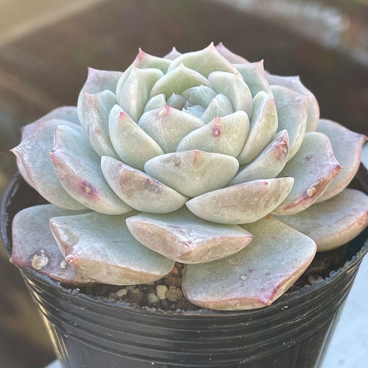 多肉植物♡ピュアラブ❤︎抜き苗(根付き) - メルカリ