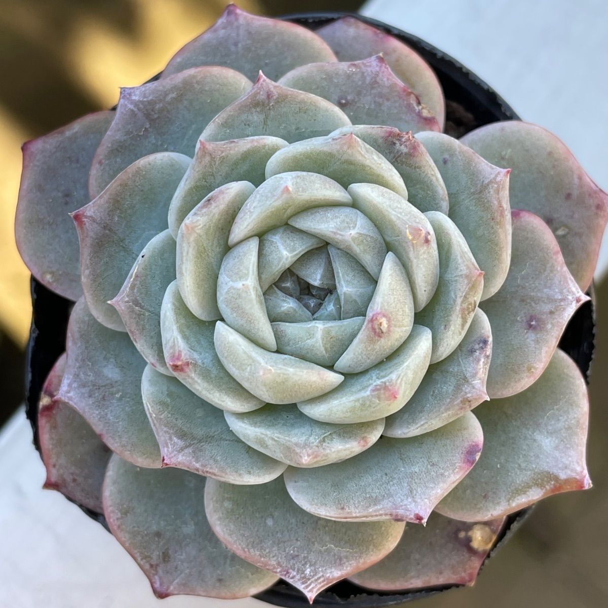 多肉植物♡ピュアラブ❤︎抜き苗(根付き) - メルカリ