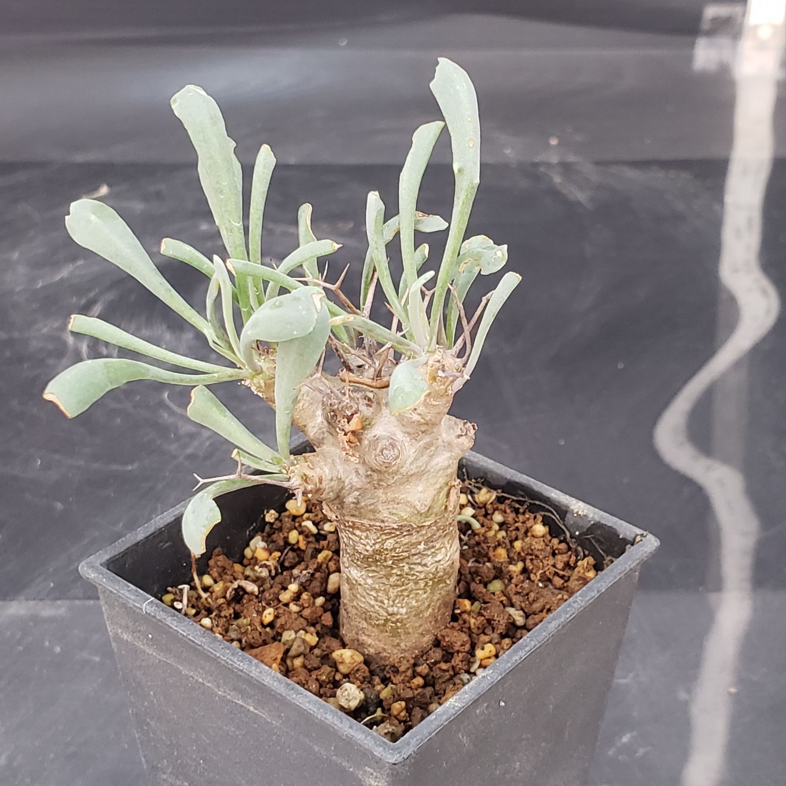 I114【自社養生株】オトンナ ユーフォルビオイデス（発根株・鉢植え