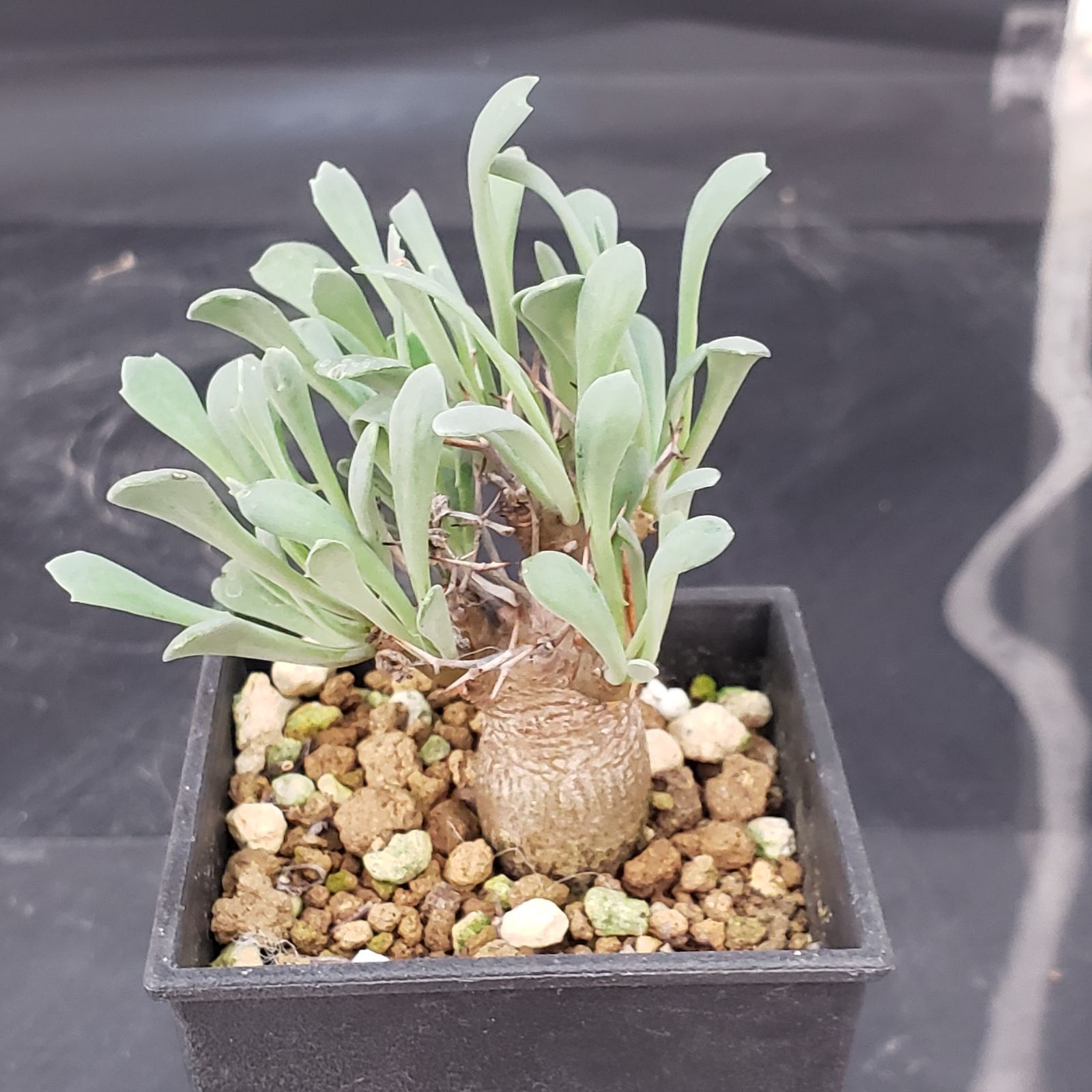 I115【自社養生株】オトンナ ユーフォルビオイデス（発根株・鉢植え