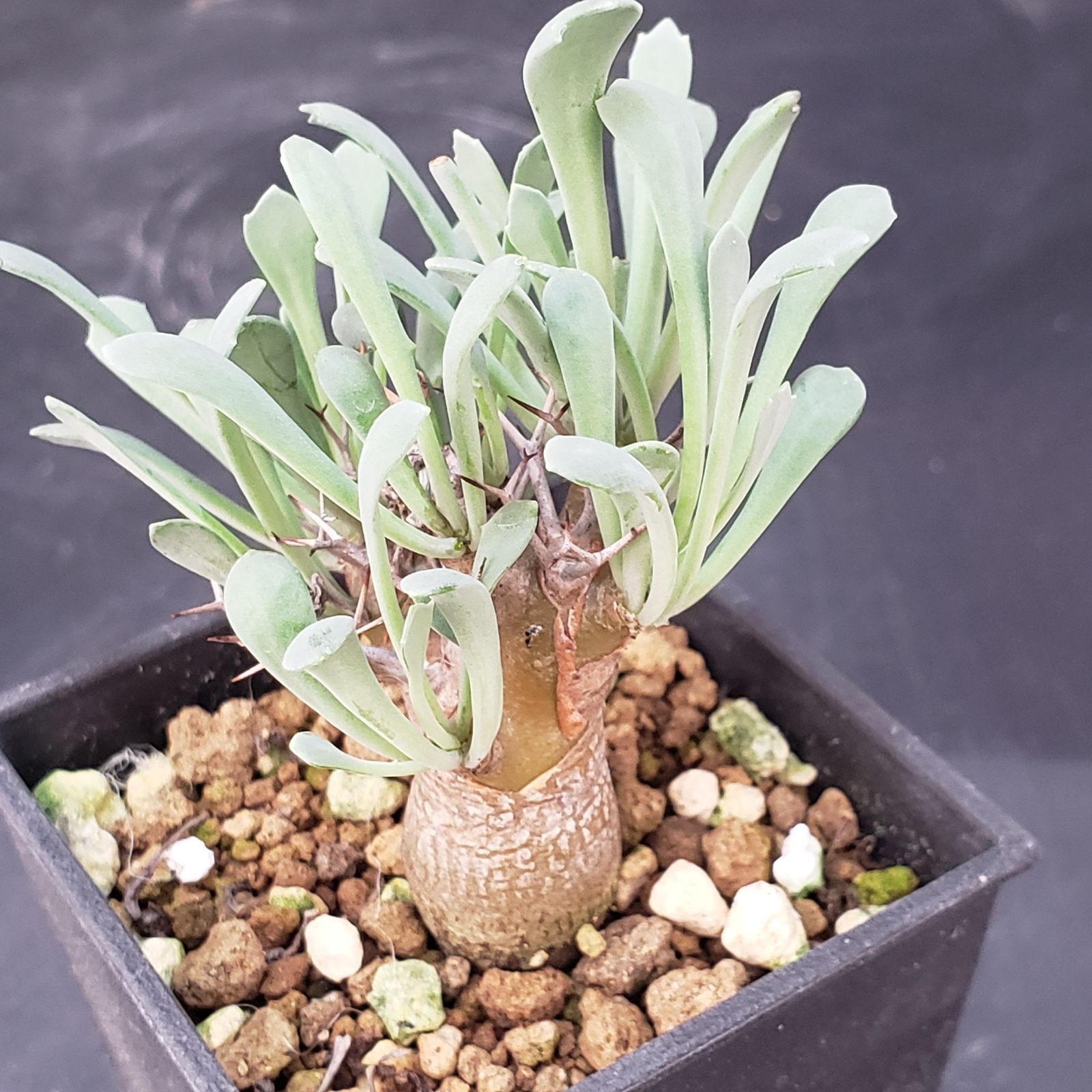 I115【自社養生株】オトンナ ユーフォルビオイデス（発根株・鉢植え