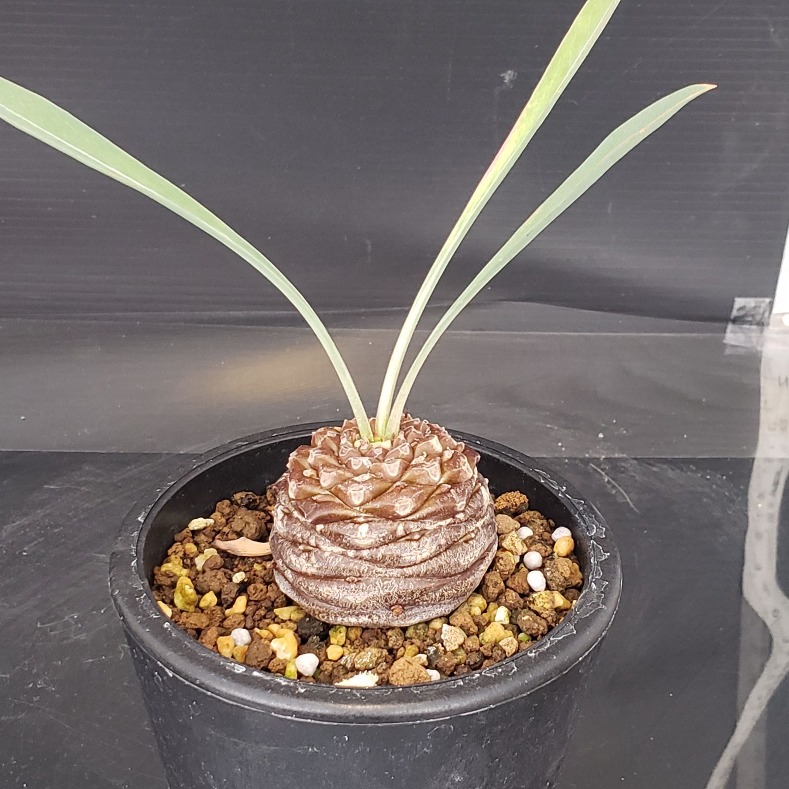 I128【自社養生株】ユーフォルビア ブプレウリフォリア（発根株