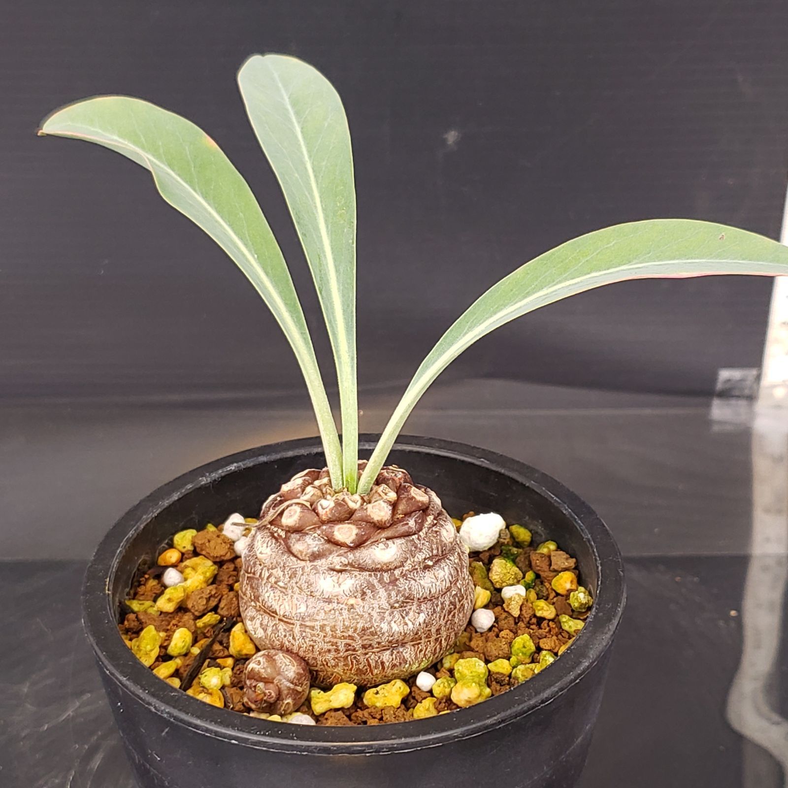 ユーフォルビア フスカ 現地球 発根株（鉢付き） ユーフォルビア