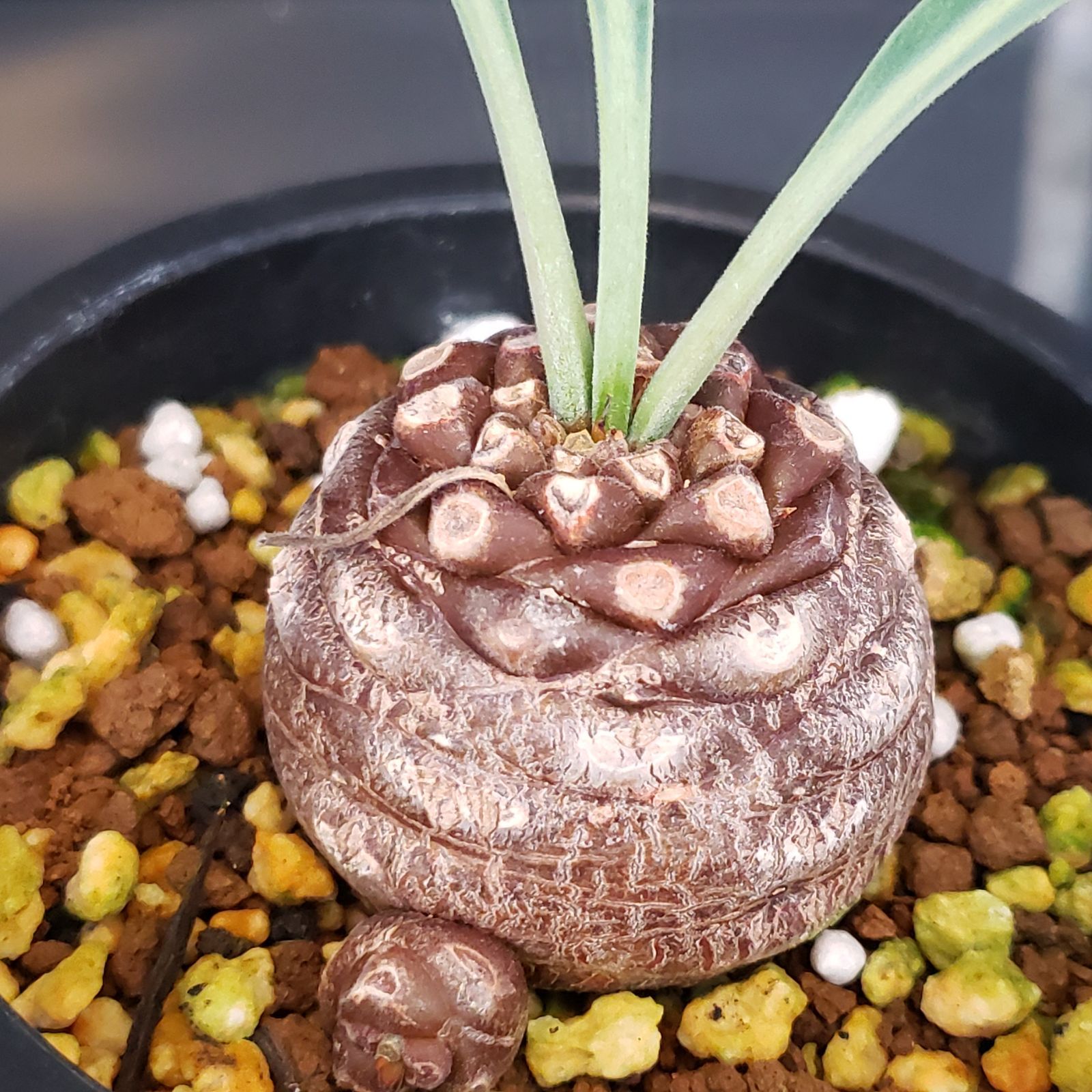 ユーフォルビア　フスカ　現地球　発根株 (鉢付き) ユーフォルビア フスカ 現地球 発根株（鉢付き） ユーフォルビア