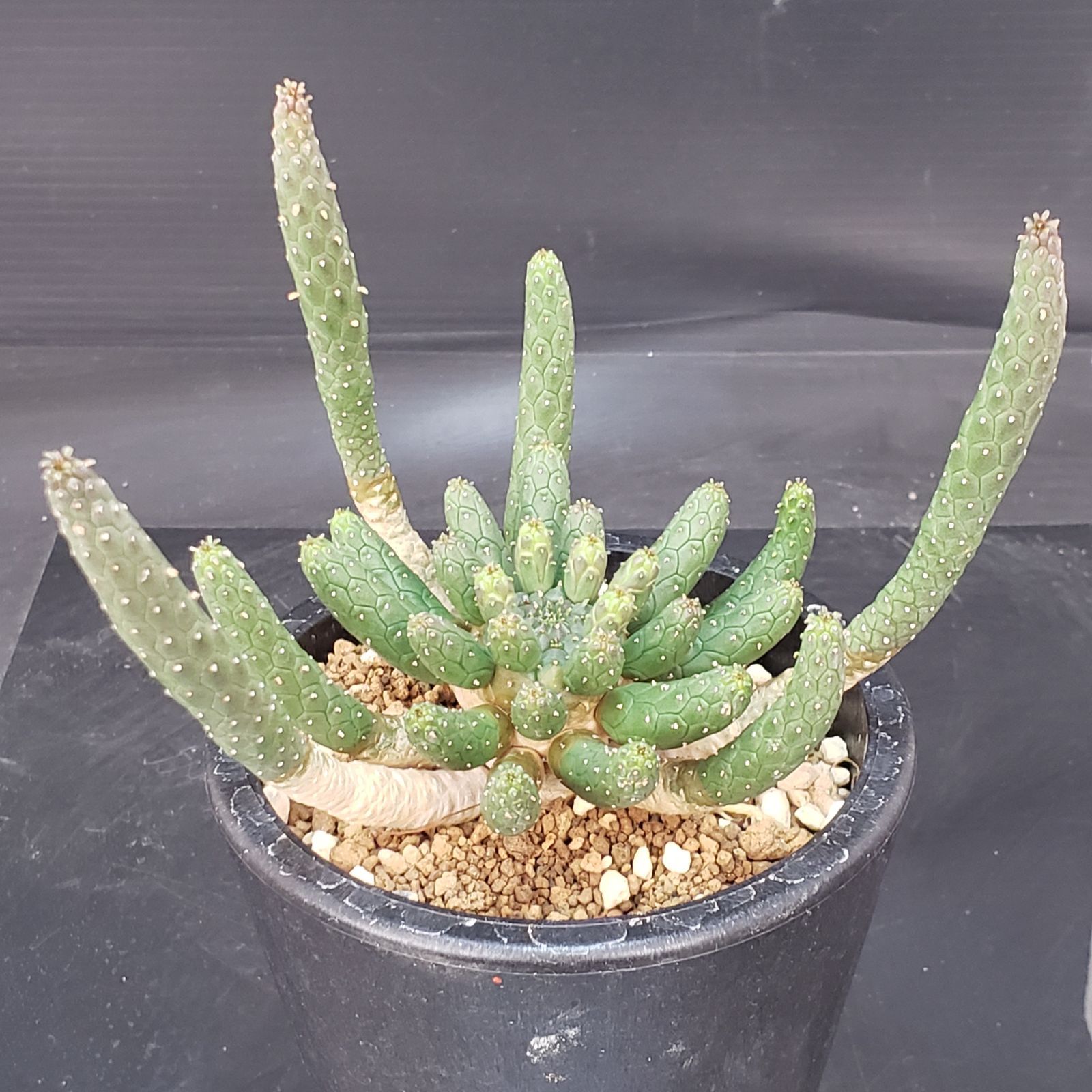 I135【自社養生株】ユーフォルビア エスクレンタ（発根株・鉢植え