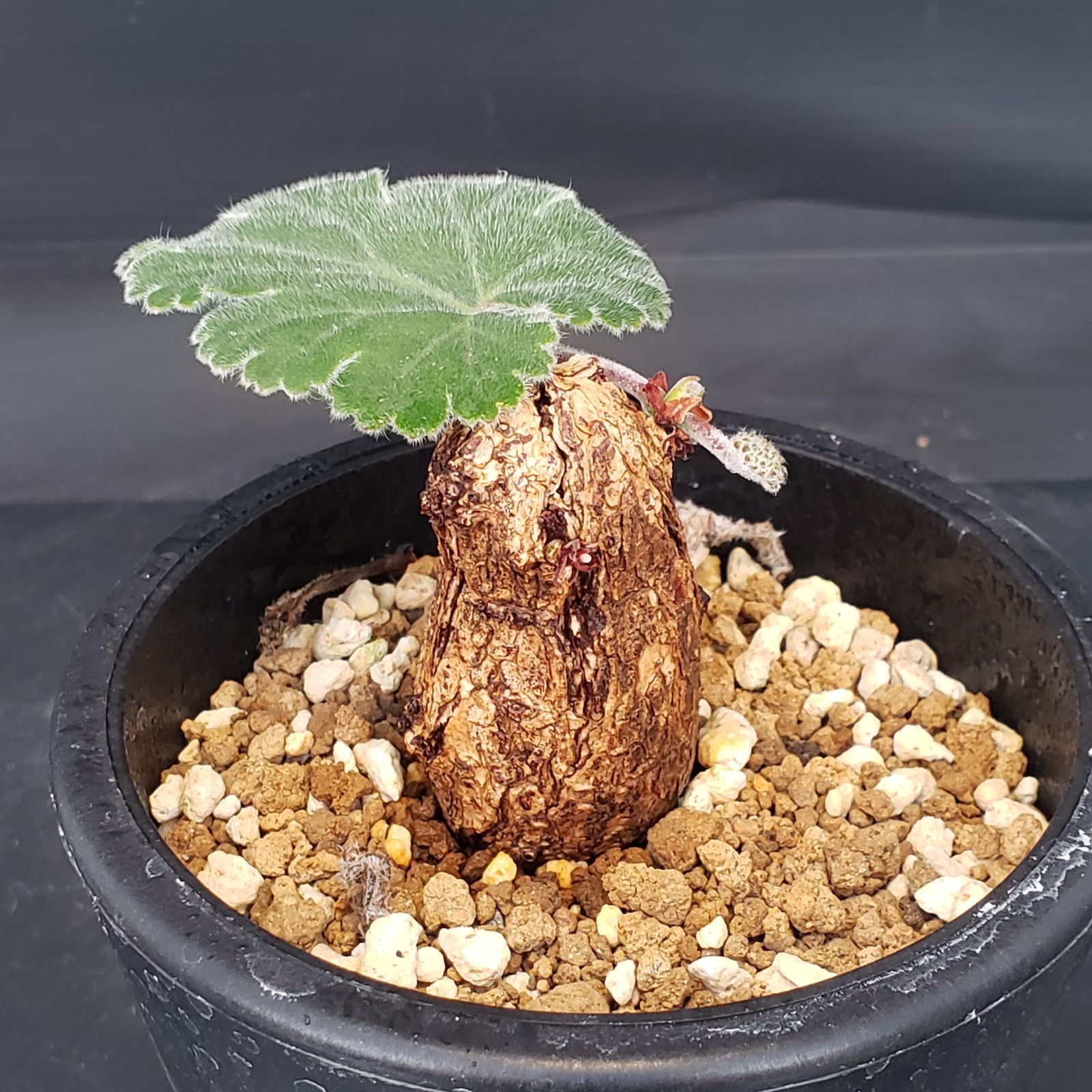 I138【自社養生株】ペラルゴニュウム ロバツム（現地球・発根株