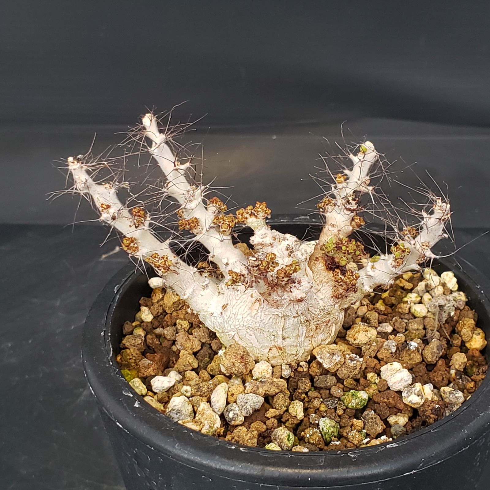 I153【自社養生株】ヤトロファ マルギナータ（発根株・鉢植え）【塊根